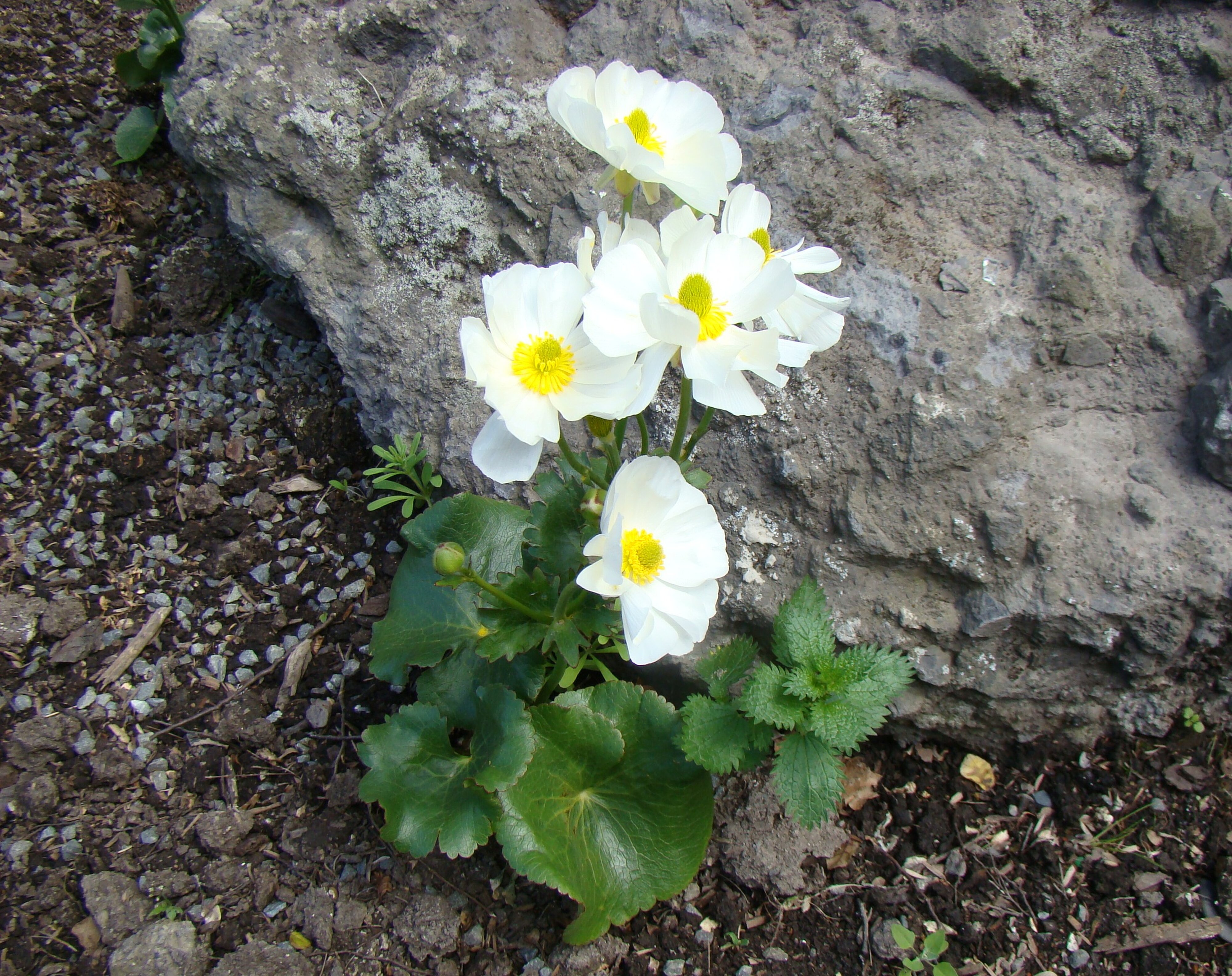 Ranunculus lyallii 3