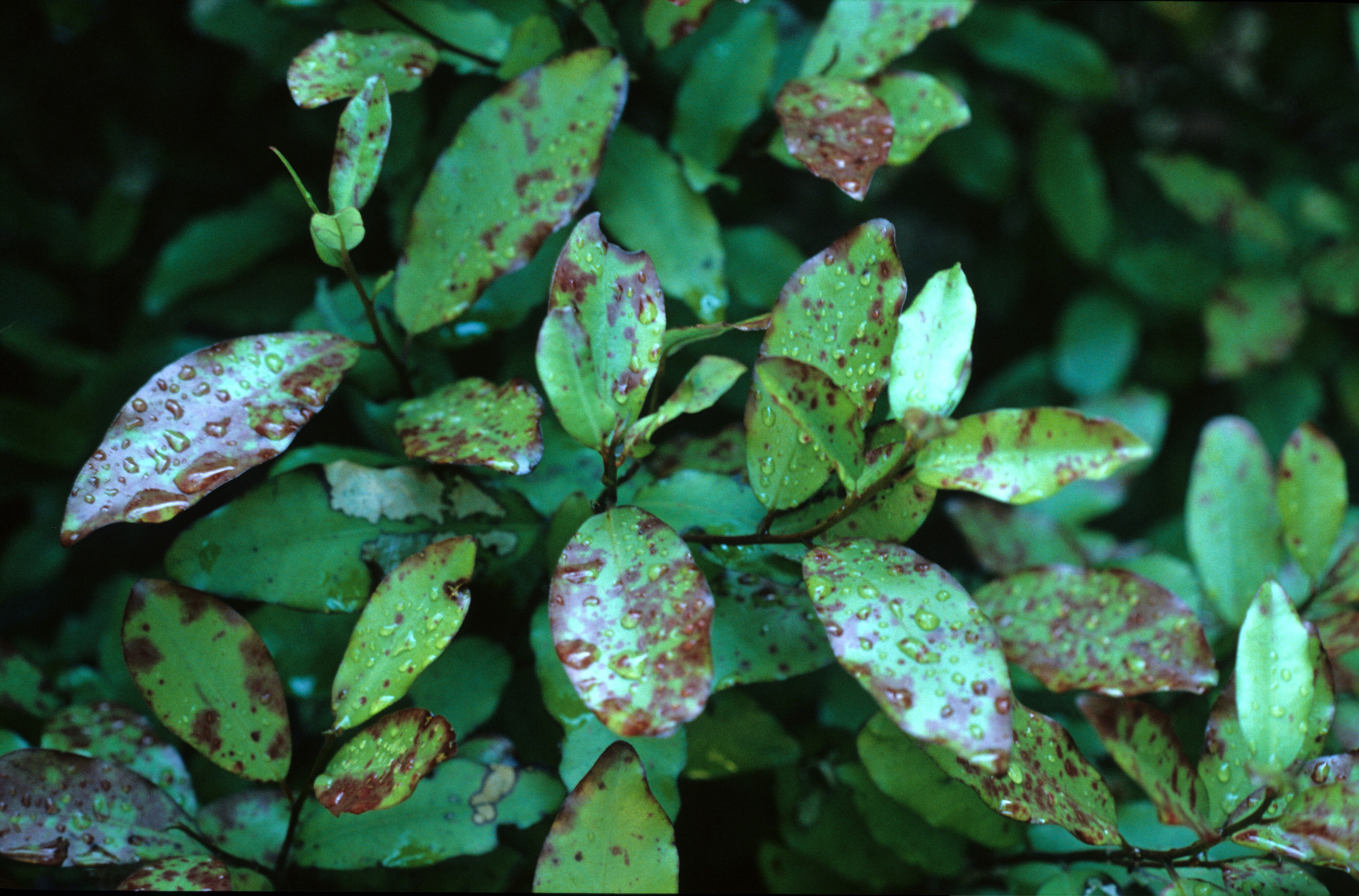 Pseudowintera colorata 2