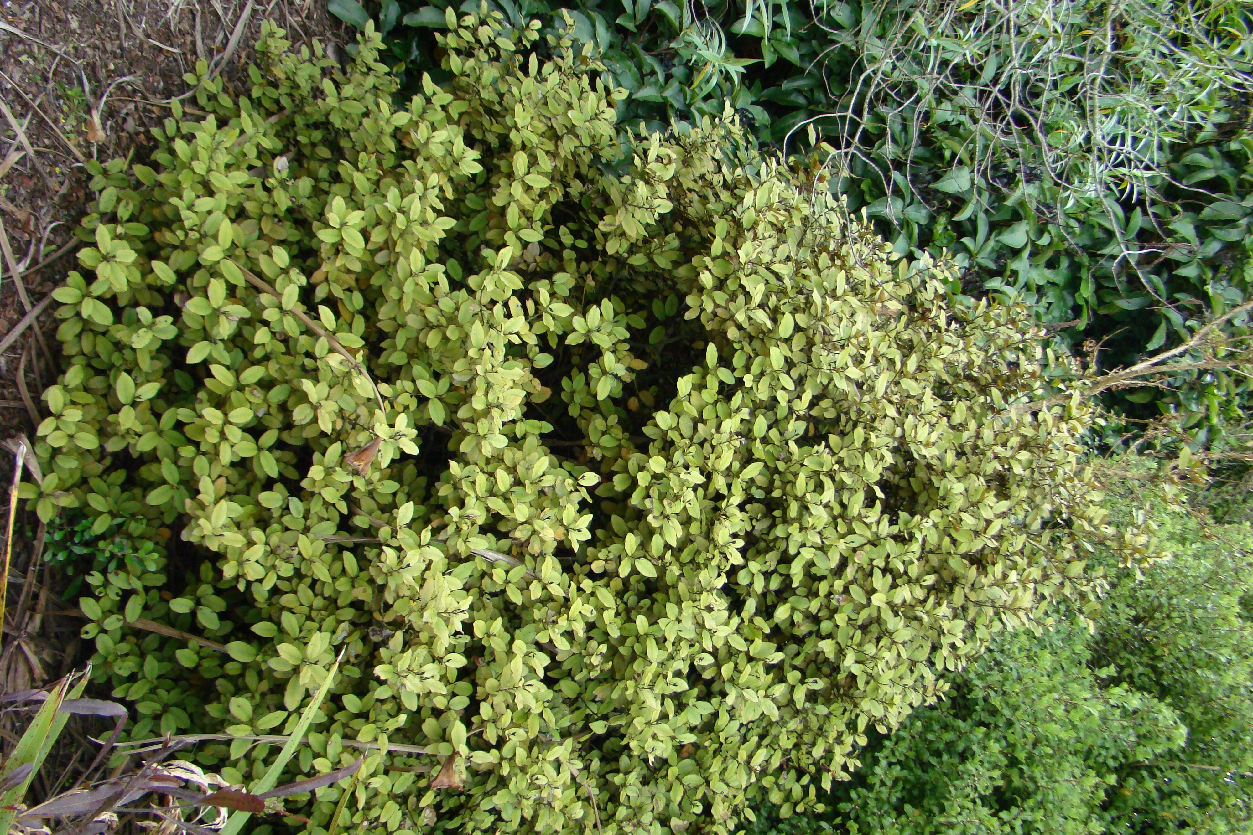 Pseudowintera colorata 3