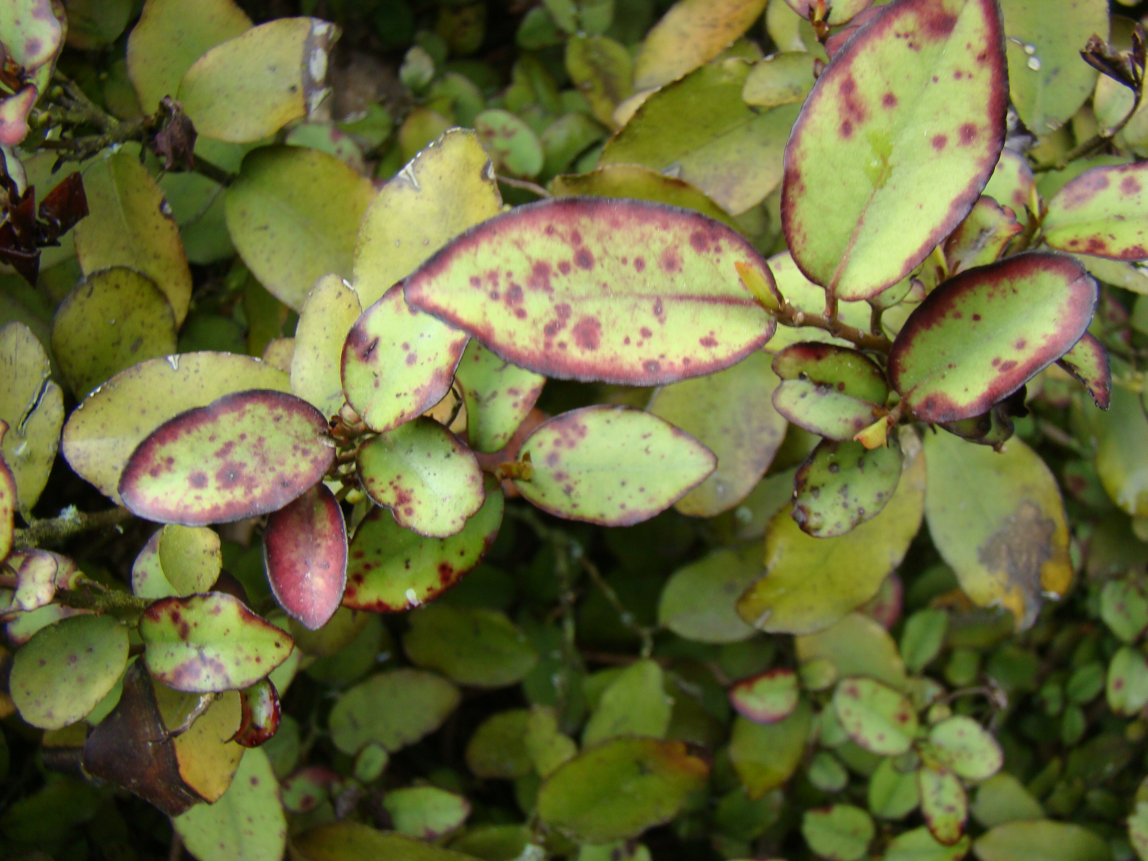 Pseudowintera colorata 4