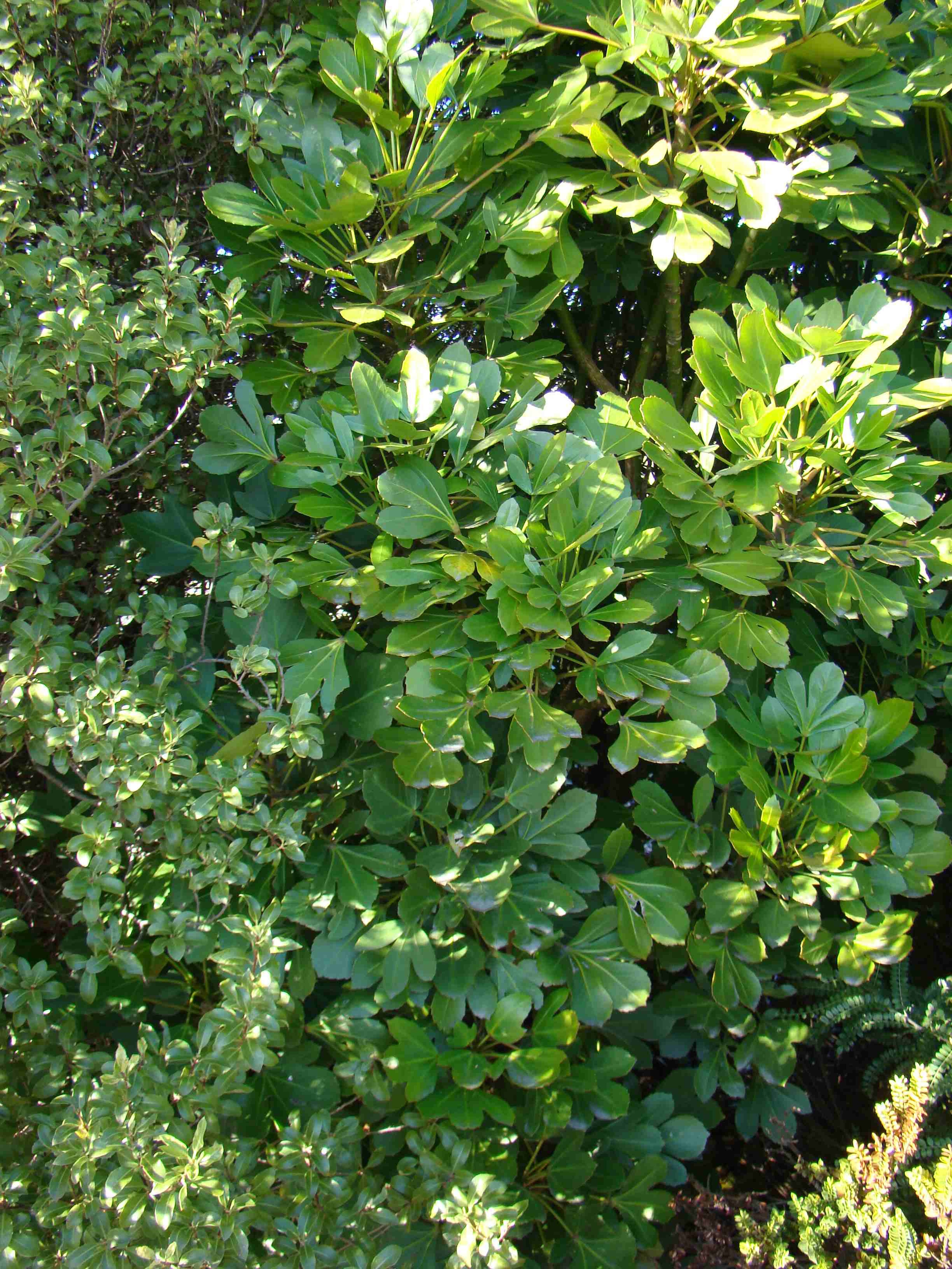 Pseudopanax Adiantifolius 3