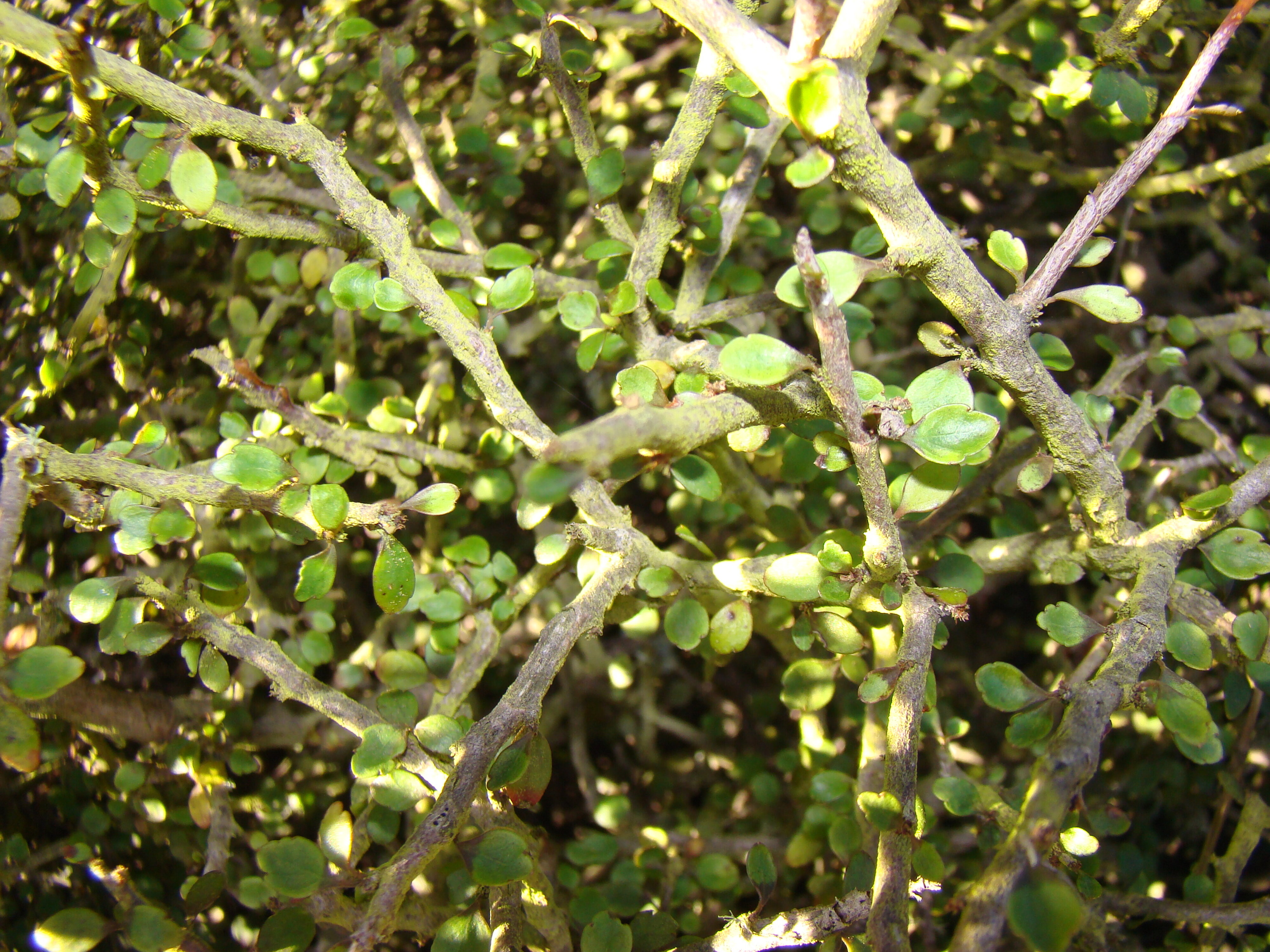 Pseudopanax anomalus 2