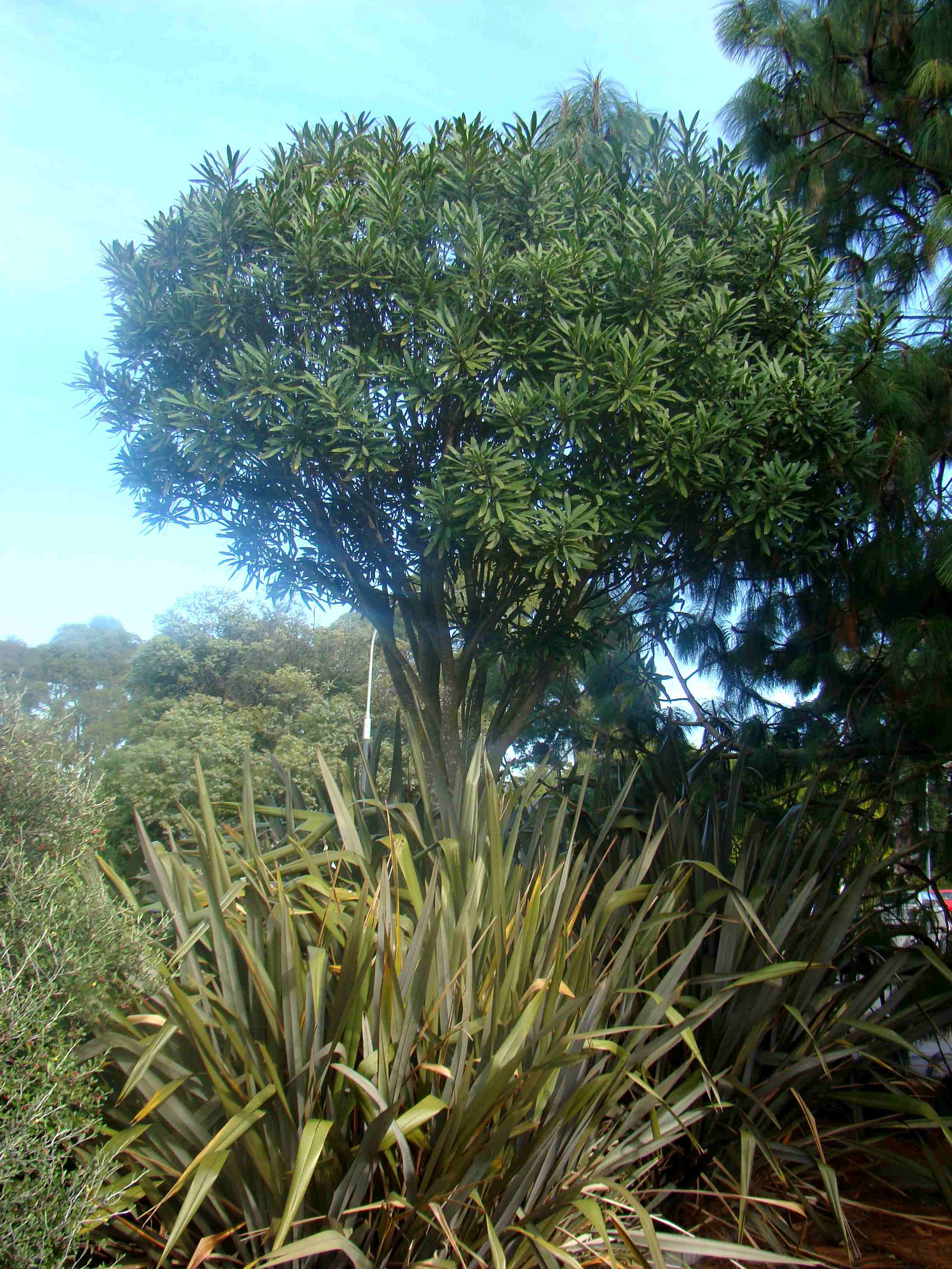 Pseudopanax arb x P crass hybrid 1