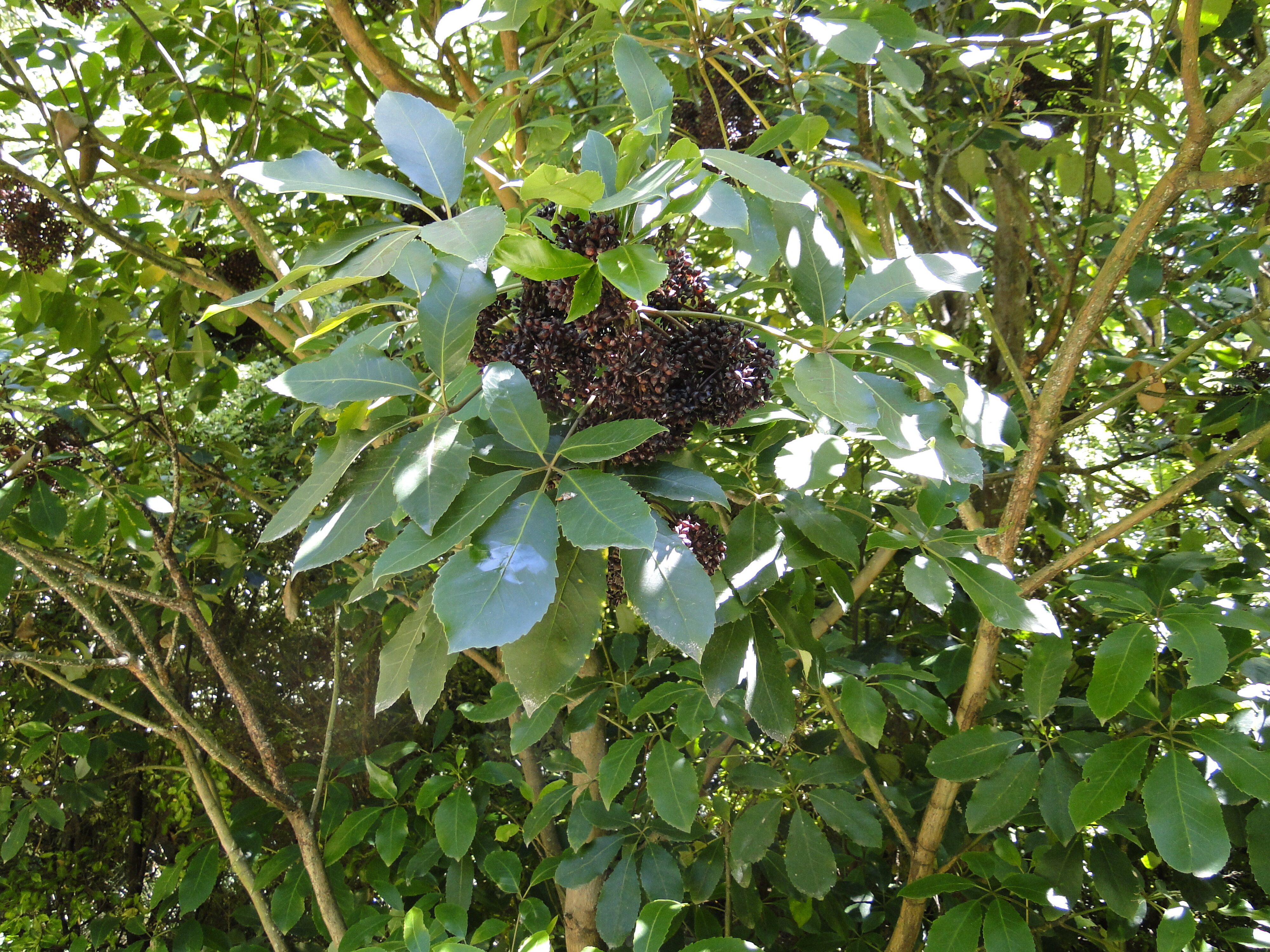 Pseudopanax arboreus 1
