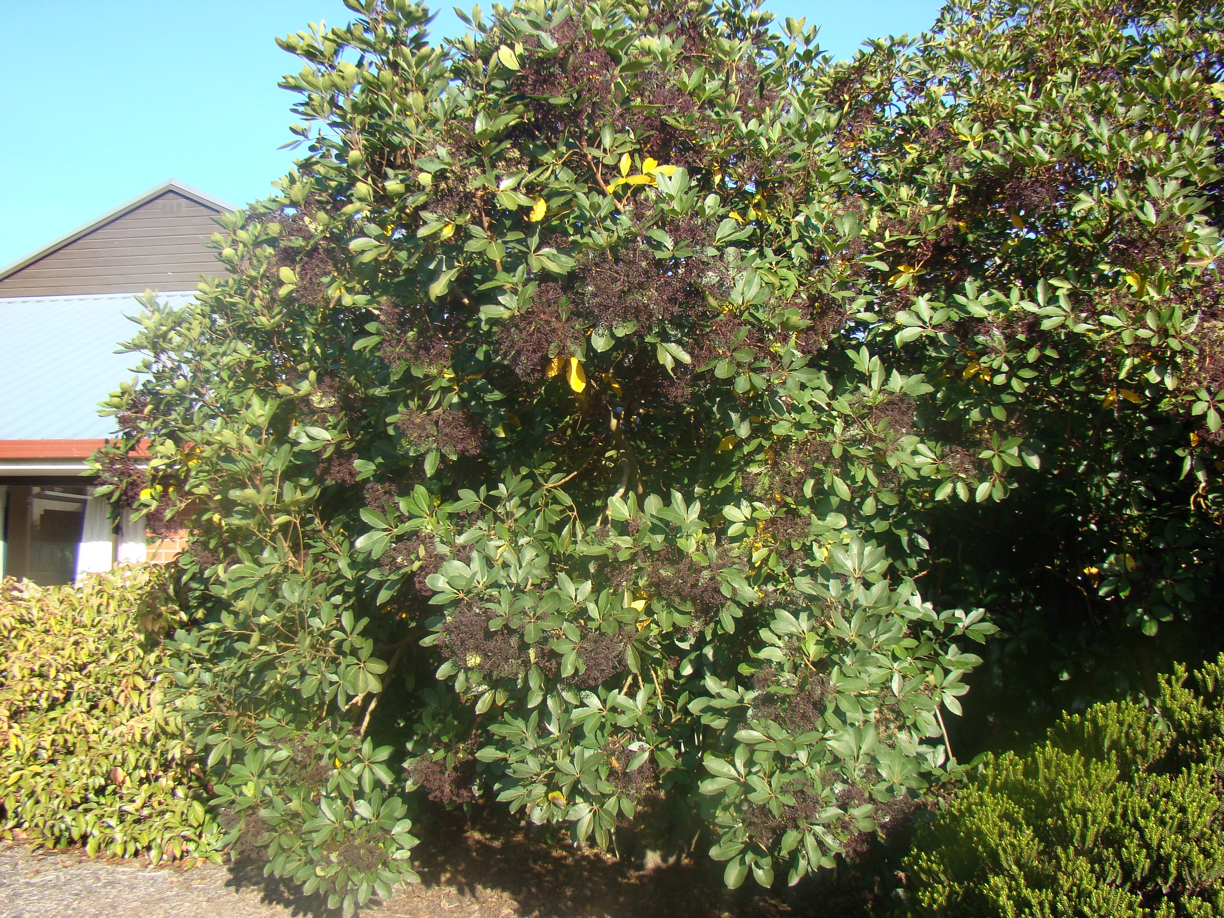 Pseudopanax arboreus 2