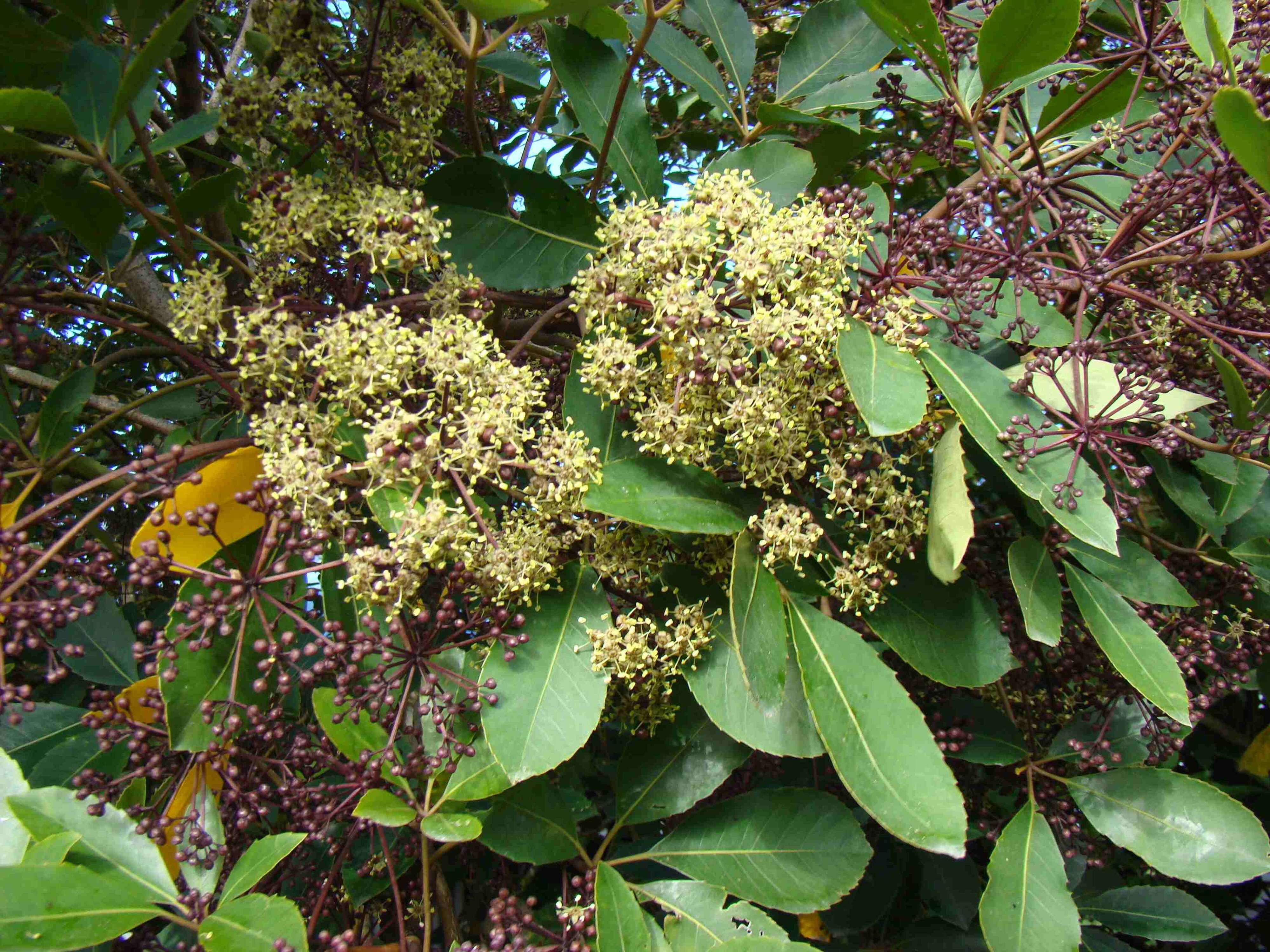 Pseudopanax arboreus flowers