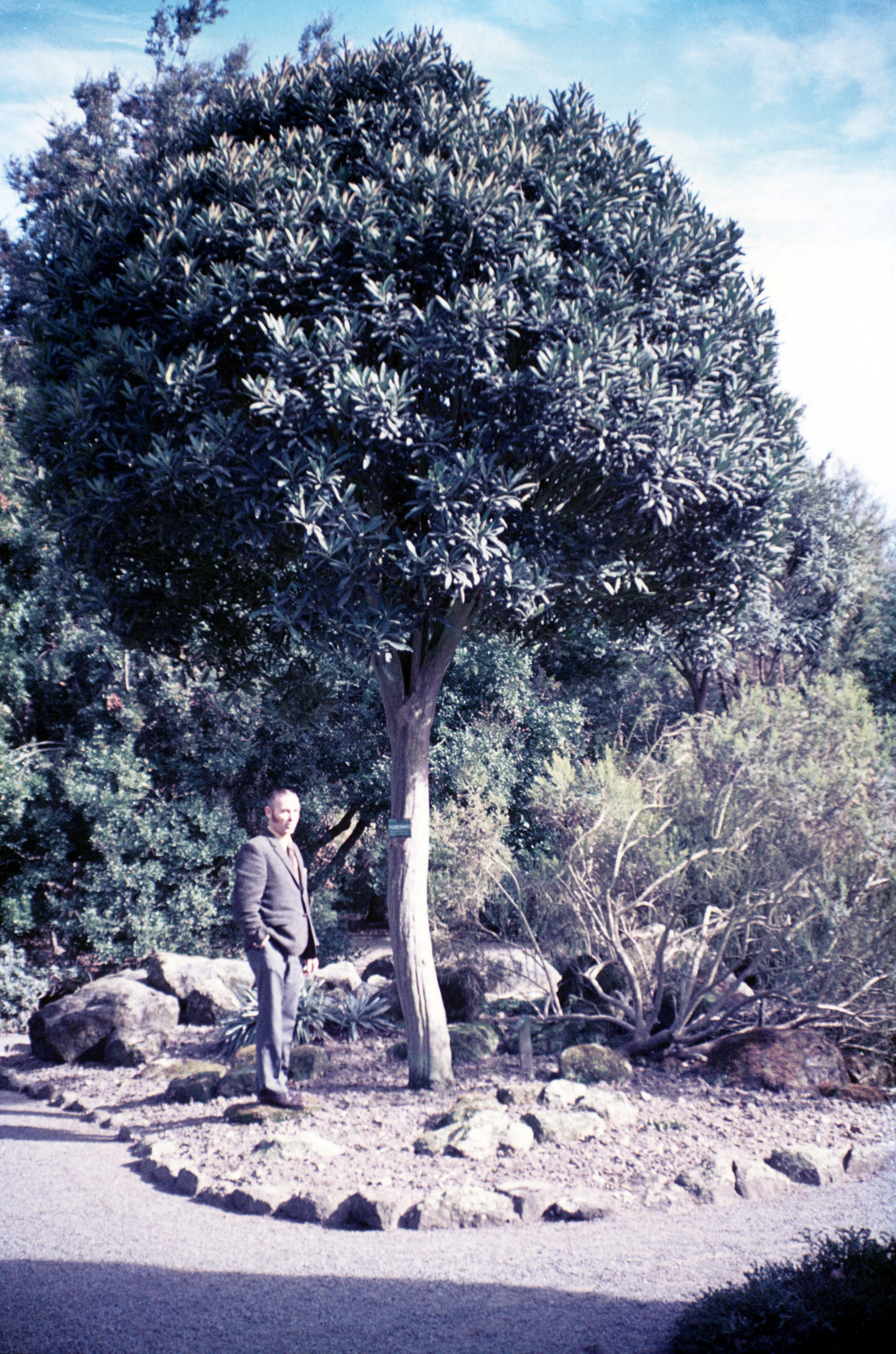 Pseudopanax crassifolius &amp; John Taylor 2