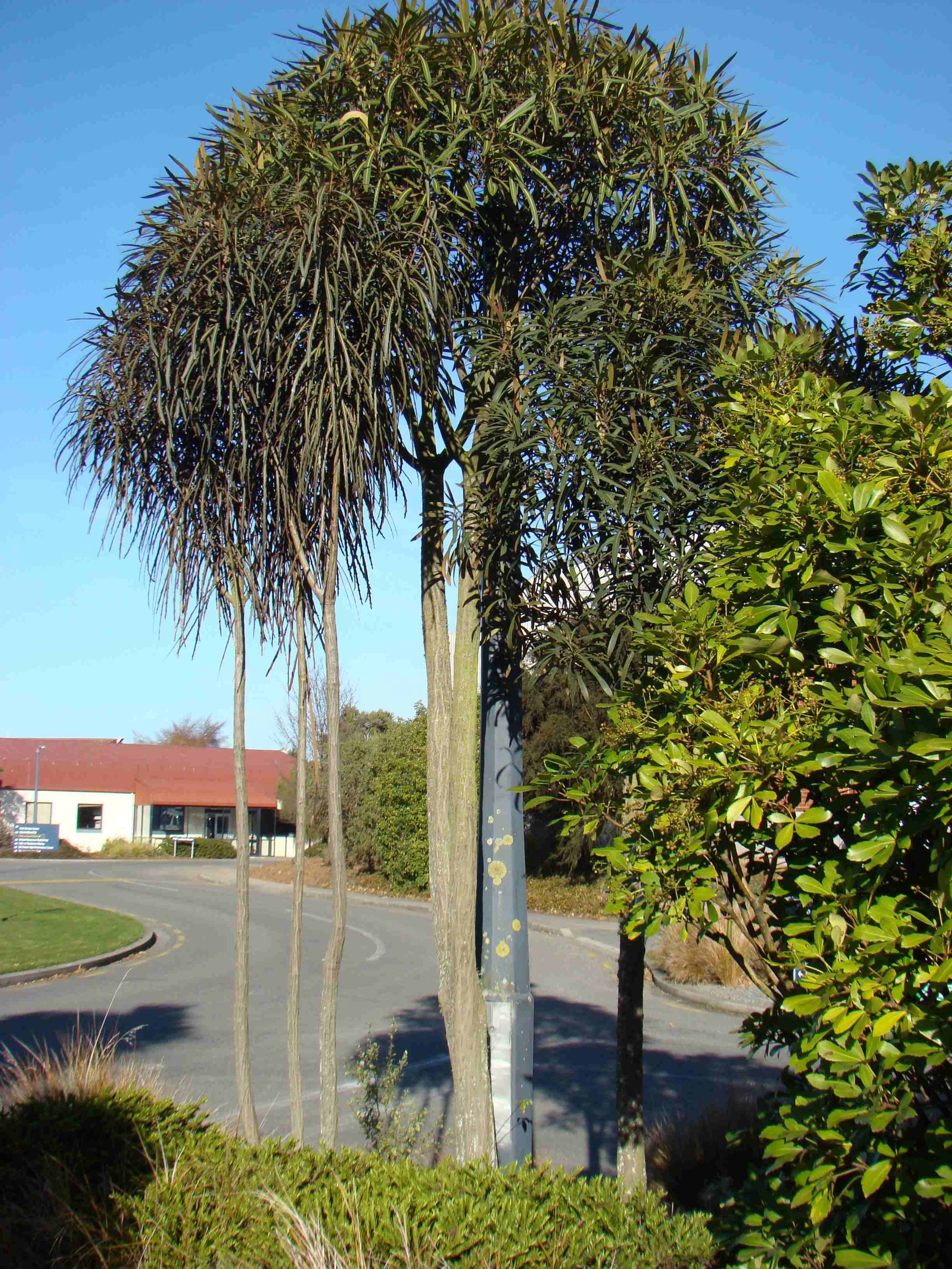 Pseudopanax crassifolius 1