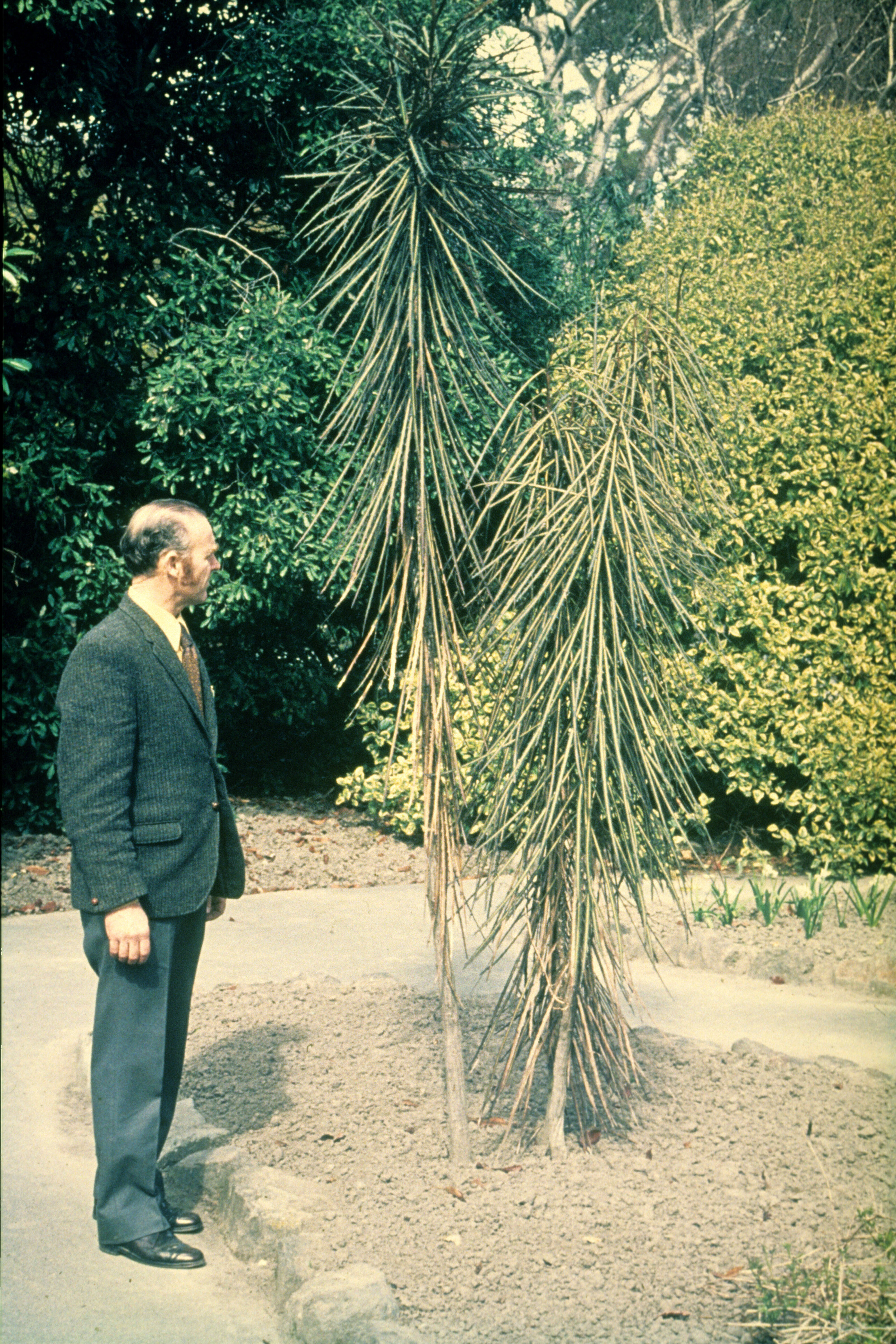 Pseudopanax crassifolius and John Taylor 1