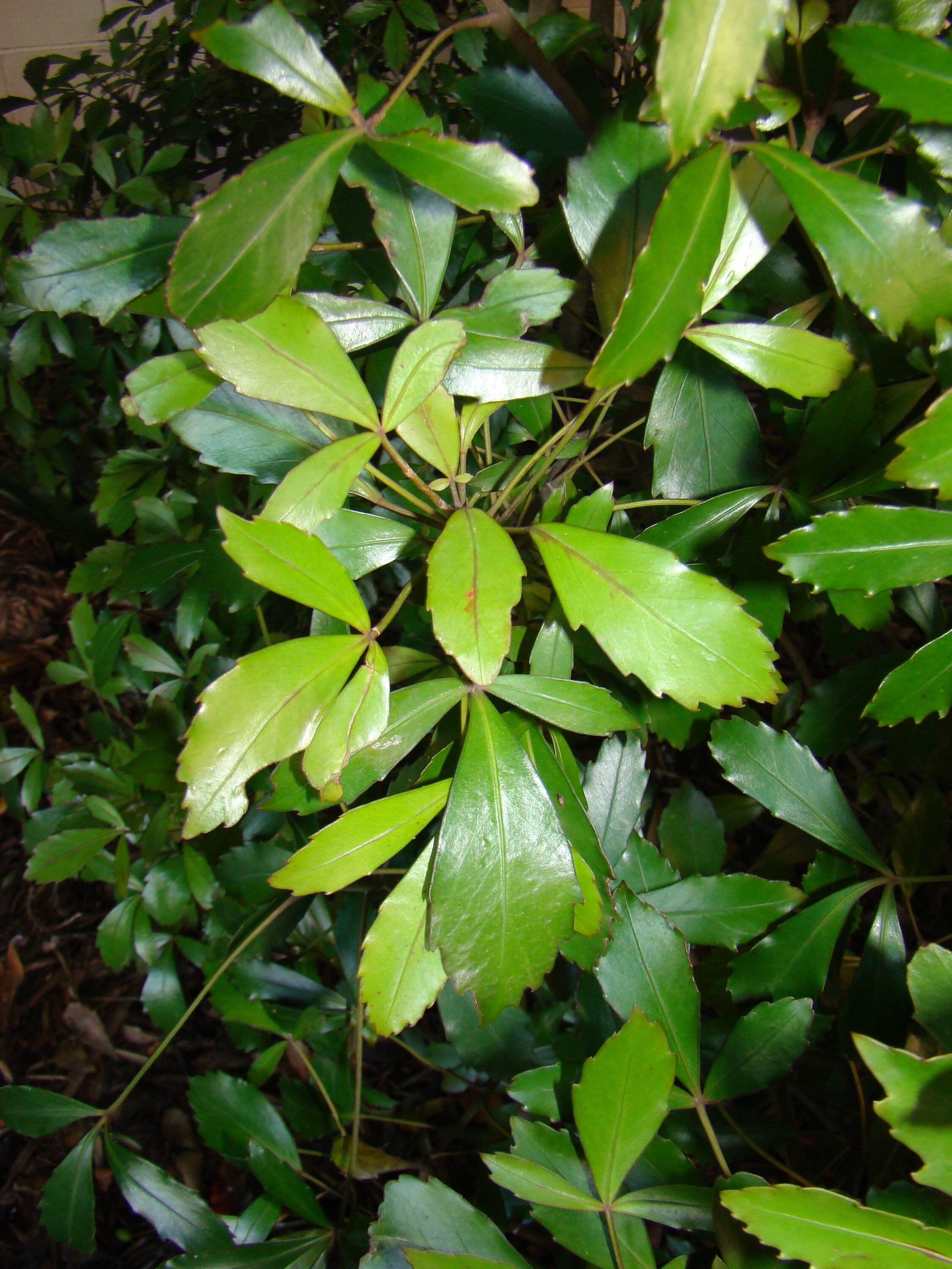 Pseudopanax discolor 3