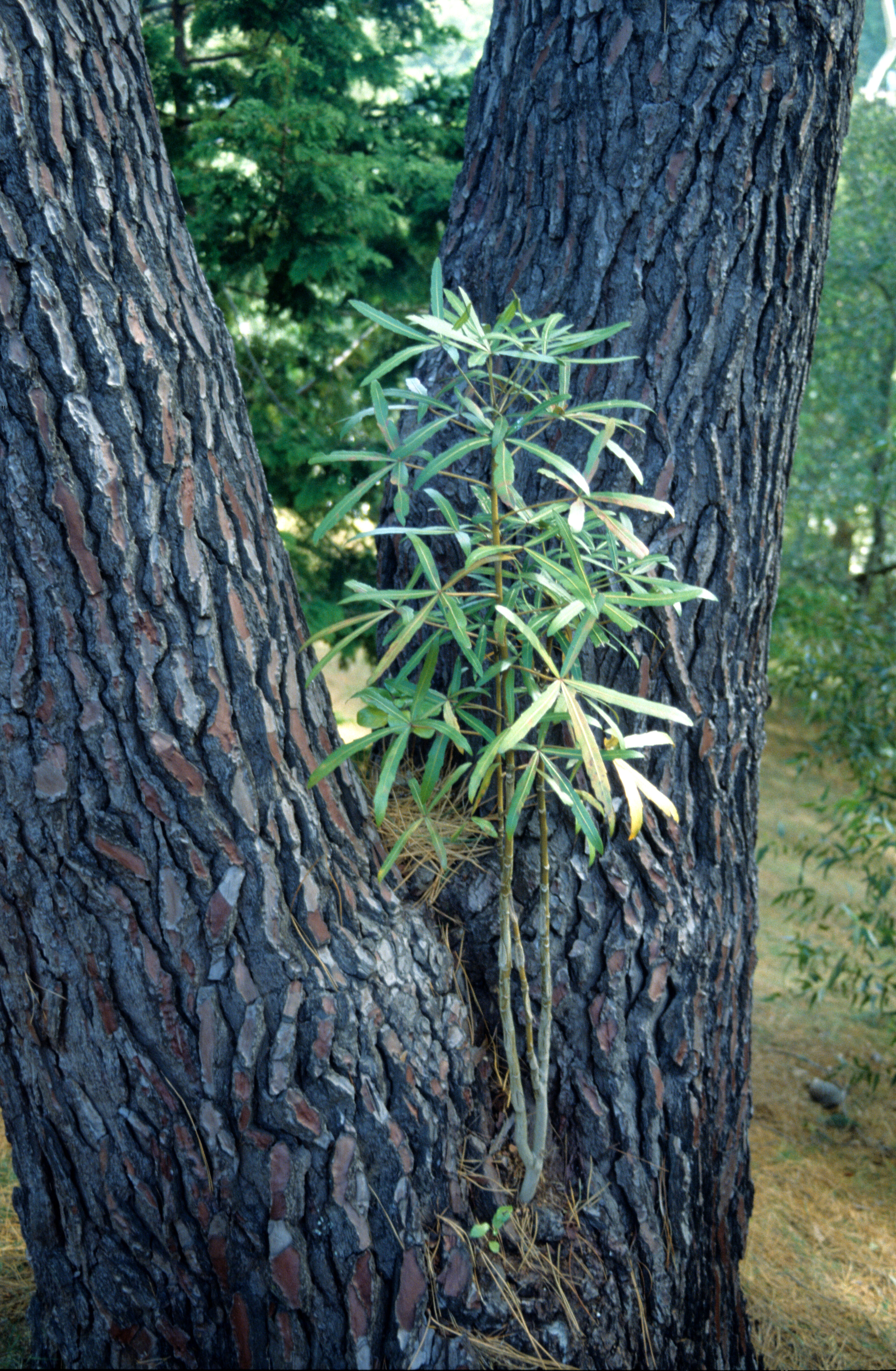 Pseudopanax epiphytic on Pinus maritima