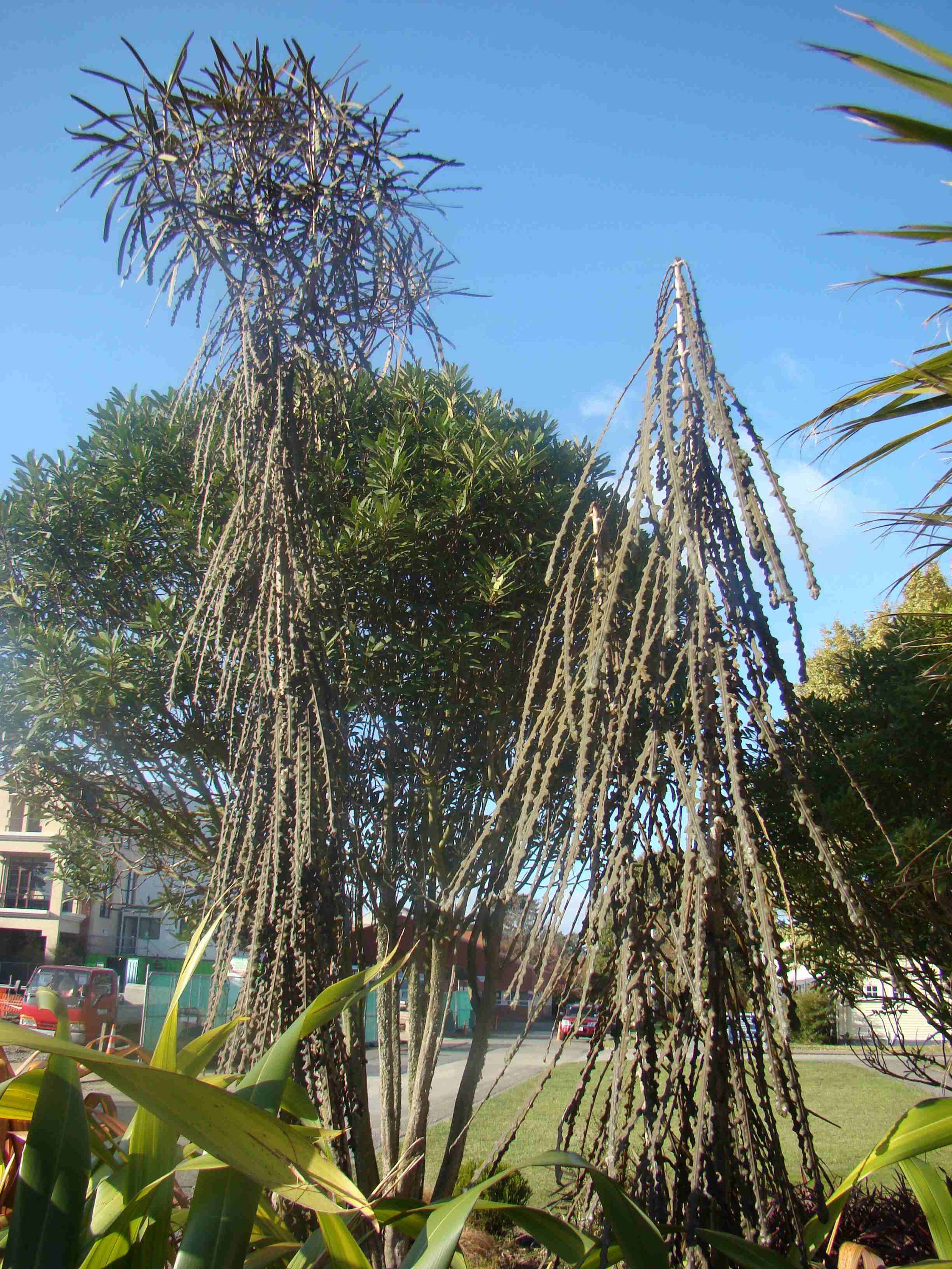 Pseudopanax ferox 1