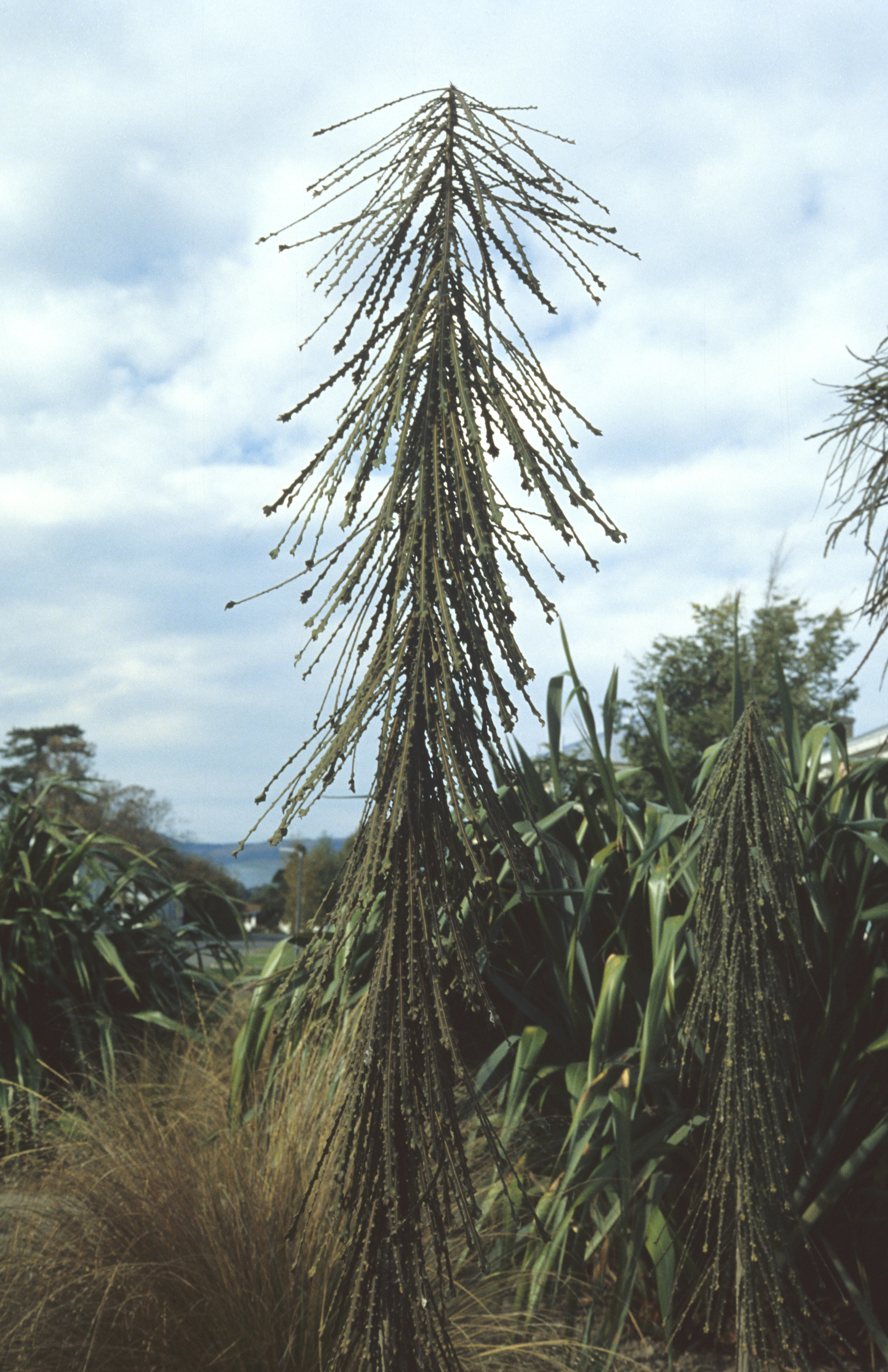 Pseudopanax ferox 4