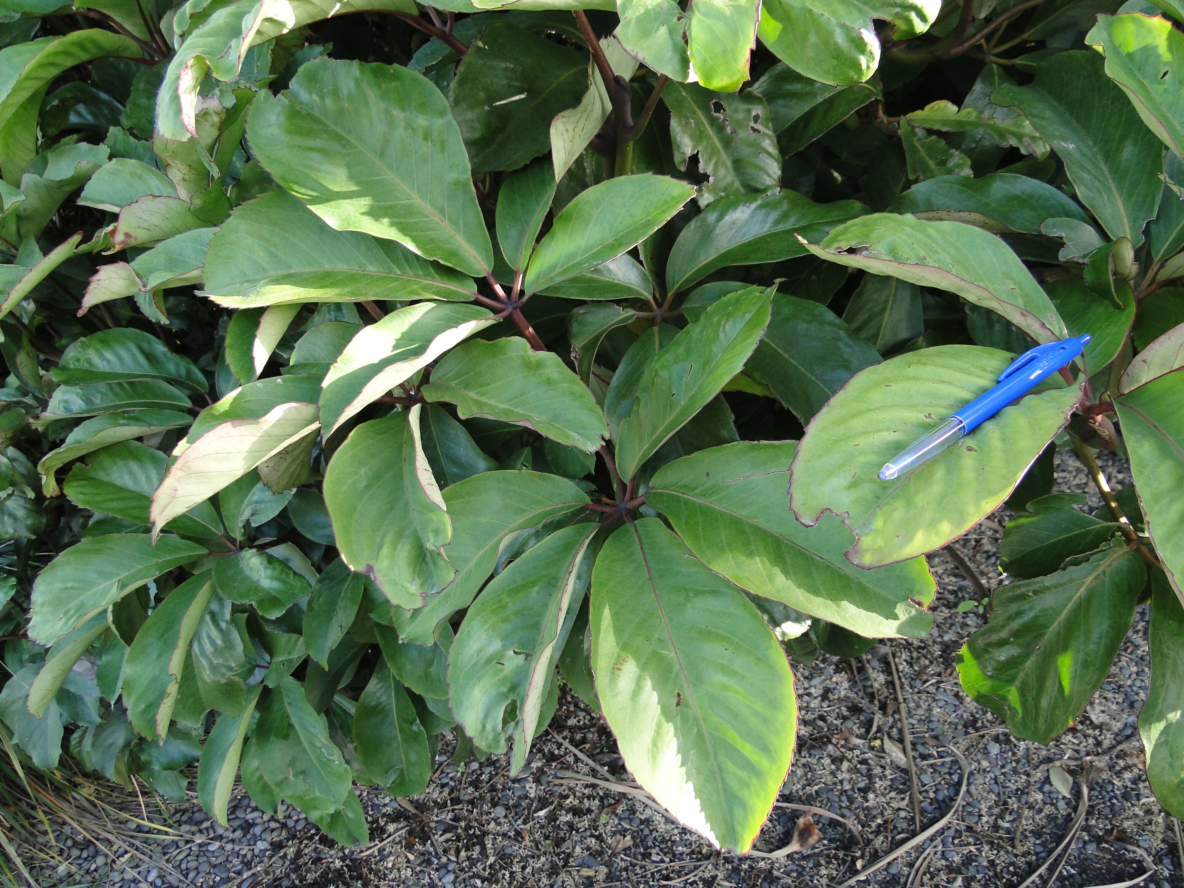 Pseudopanax laetus 1