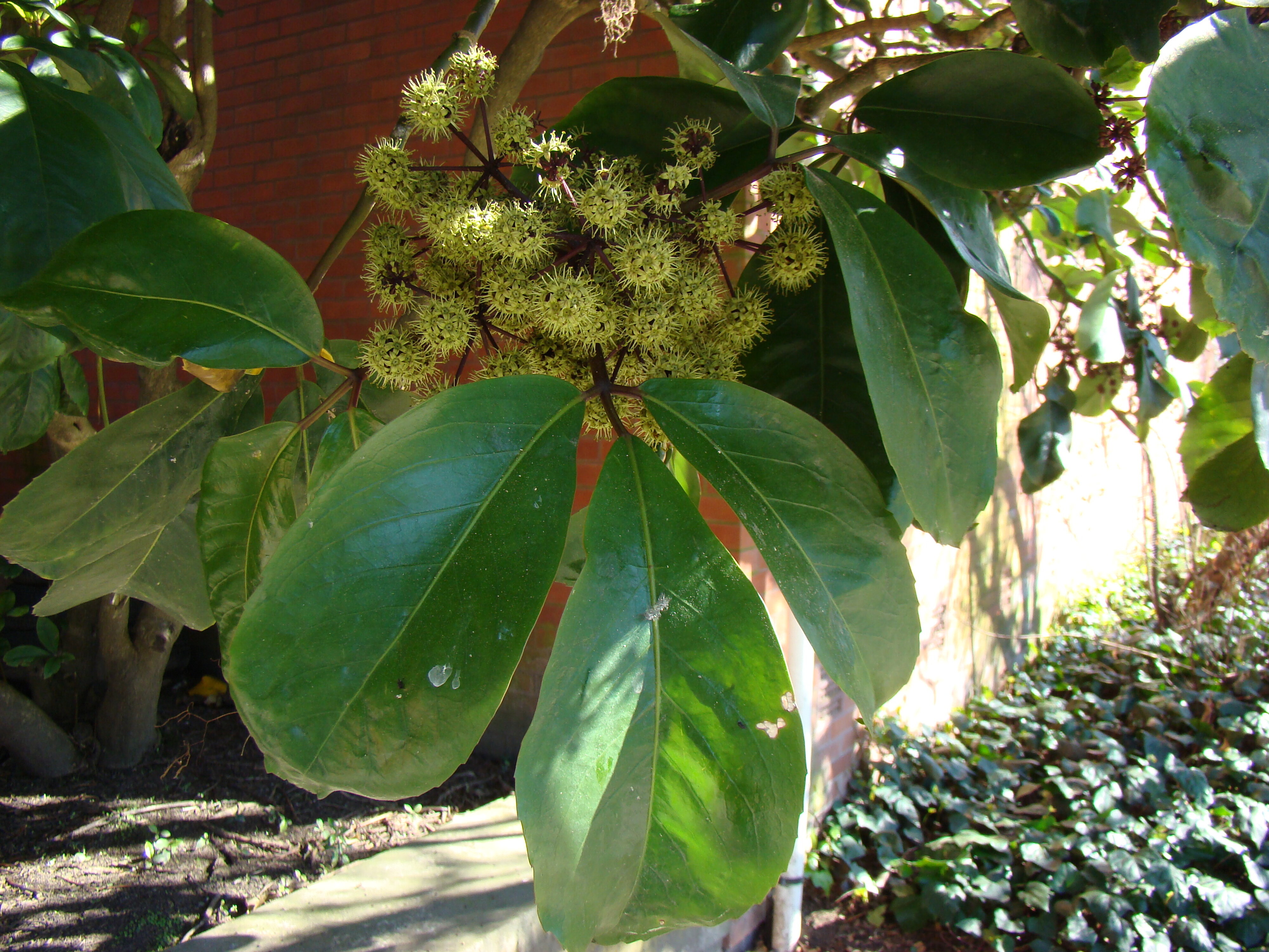 Pseudopanax laetus 2