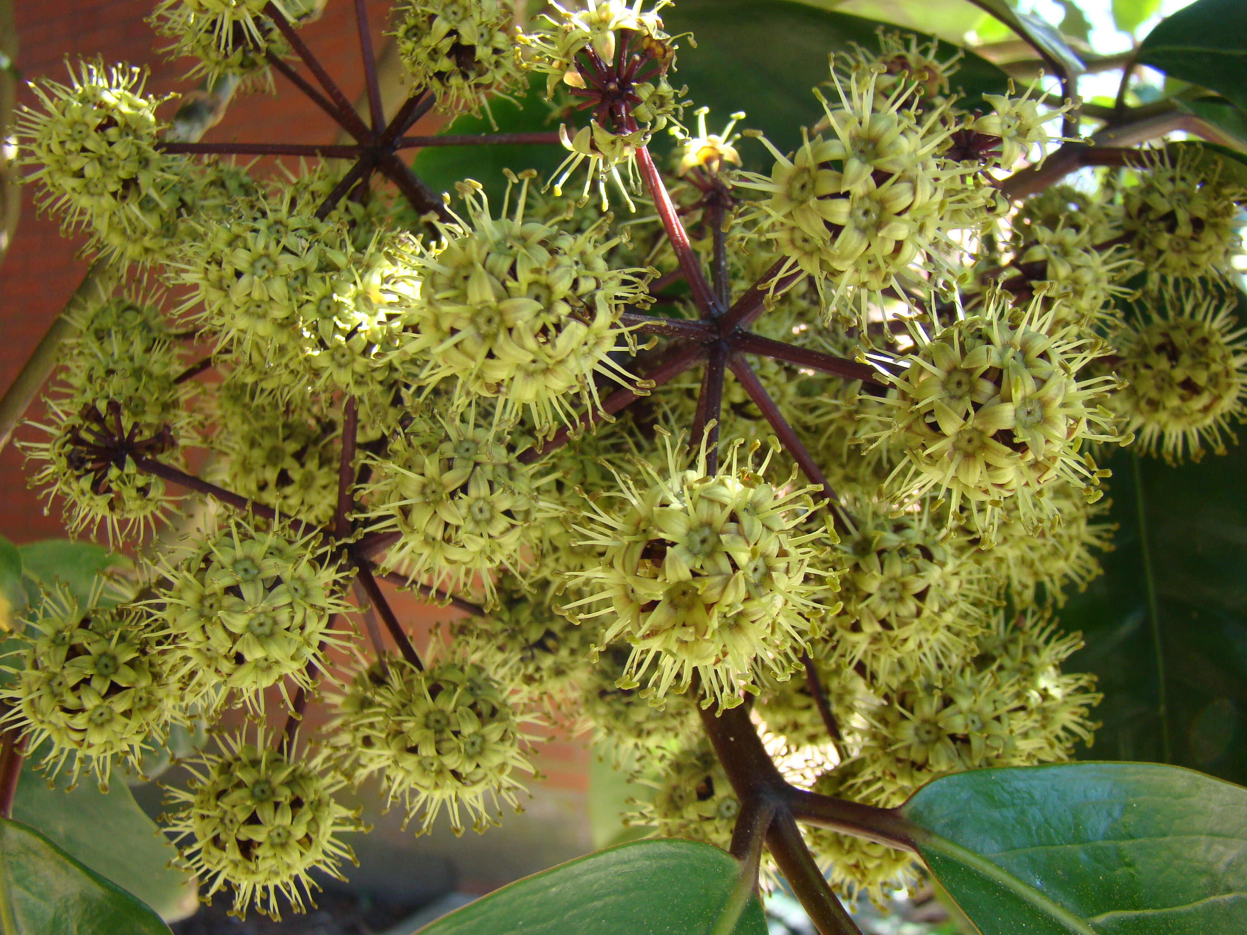 Pseudopanax laetus 3