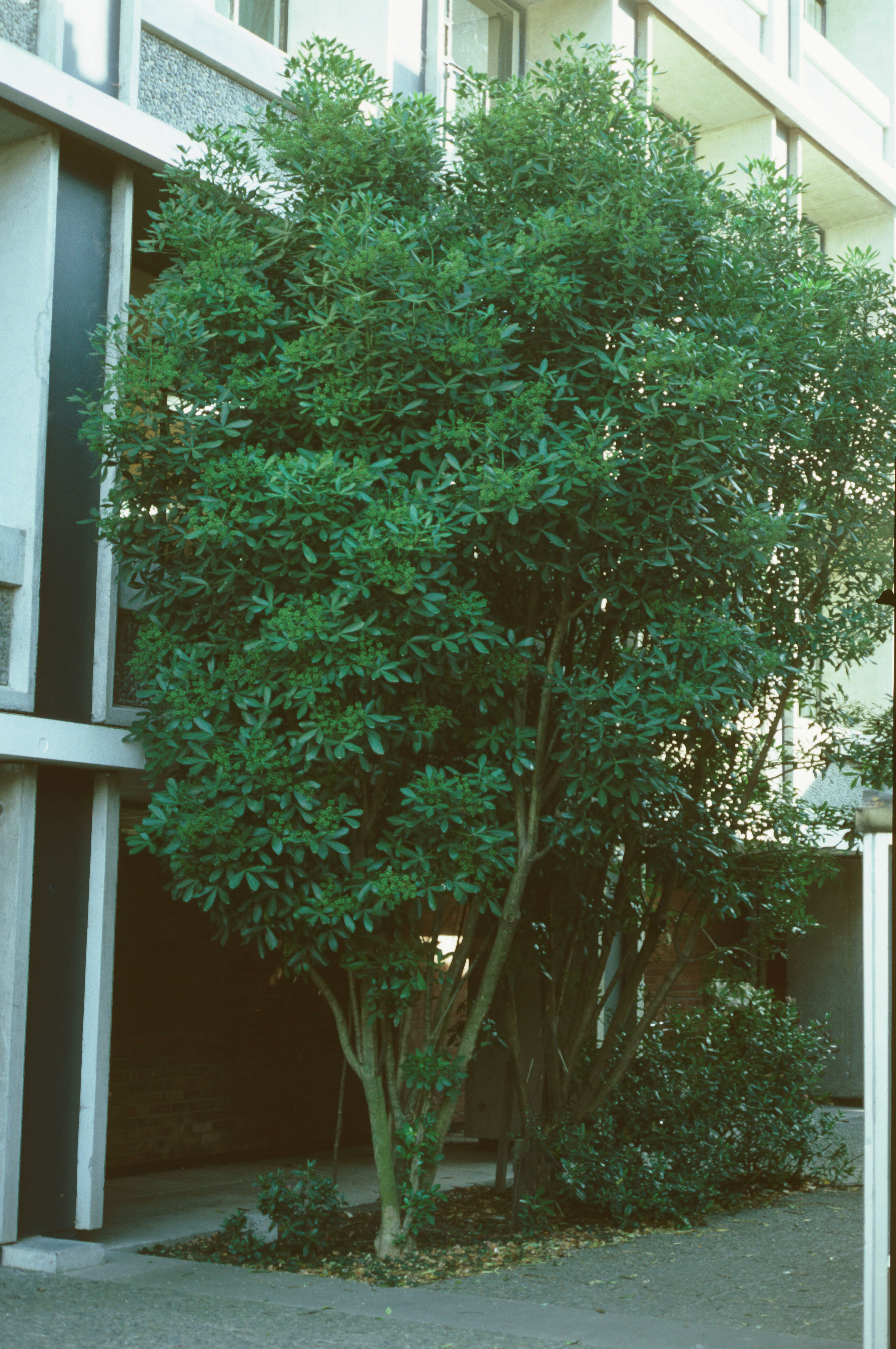 Pseudopanax lessonii 1