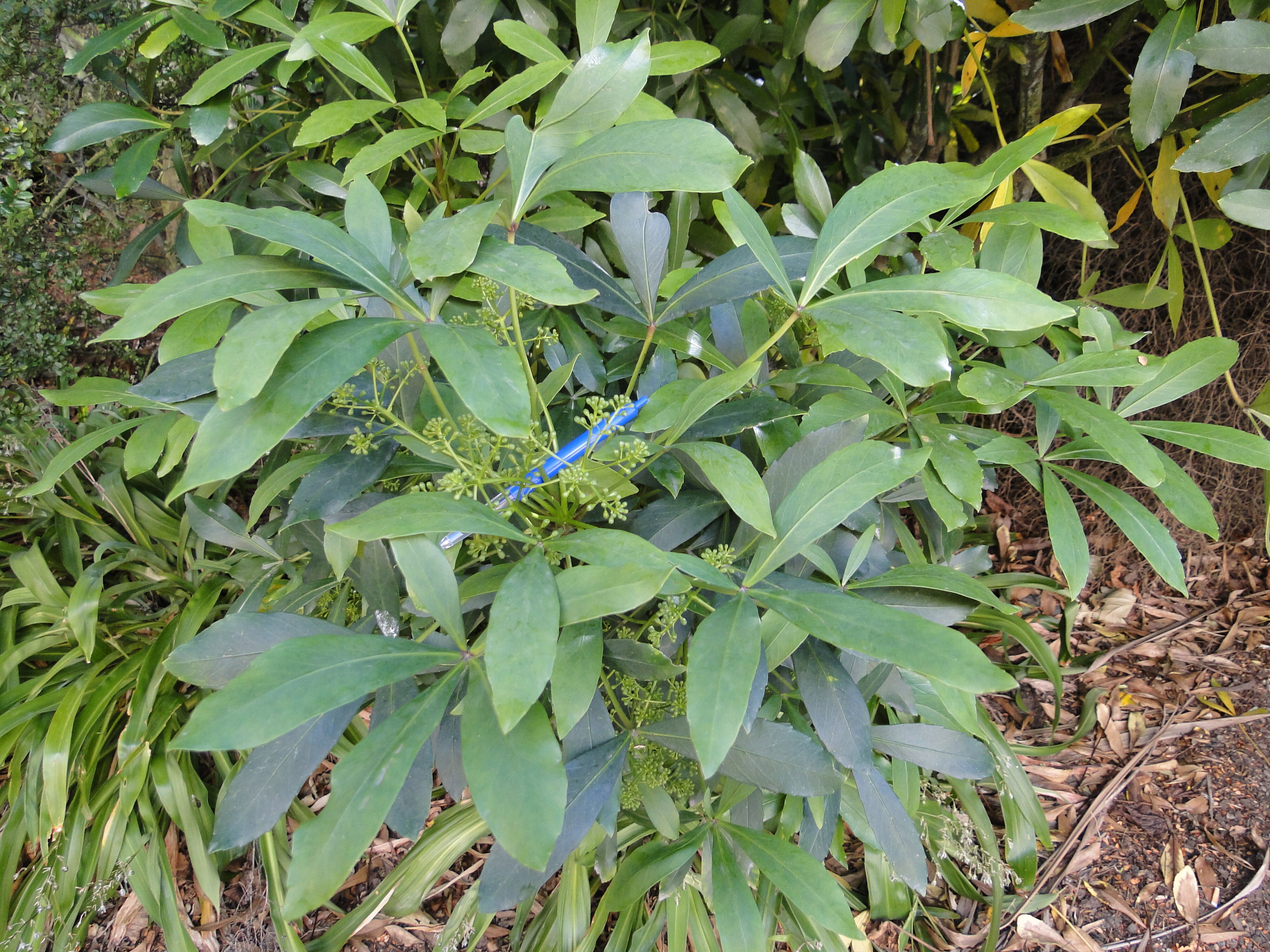 Pseudopanax lessonii 3
