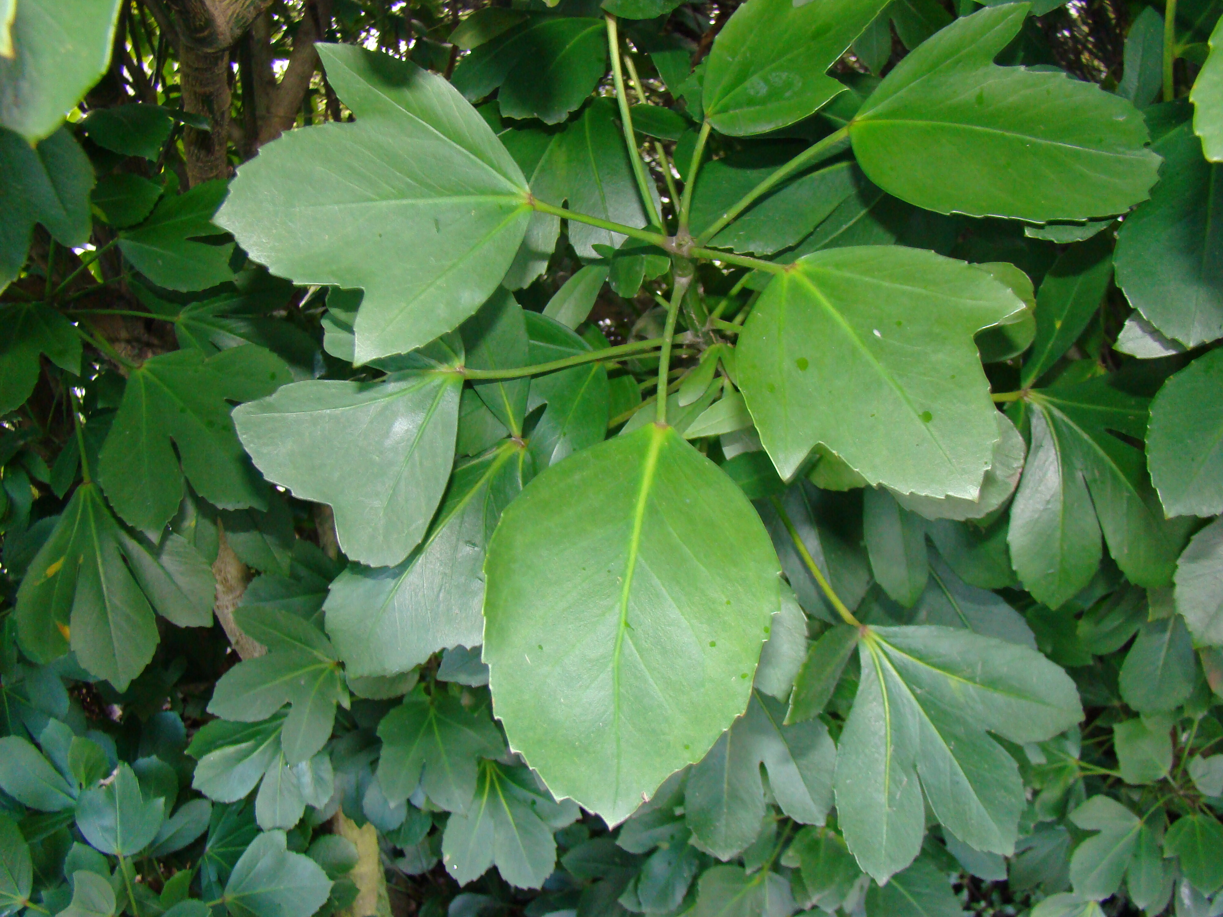 Pseudopanax lessonii Cyril Watson 2