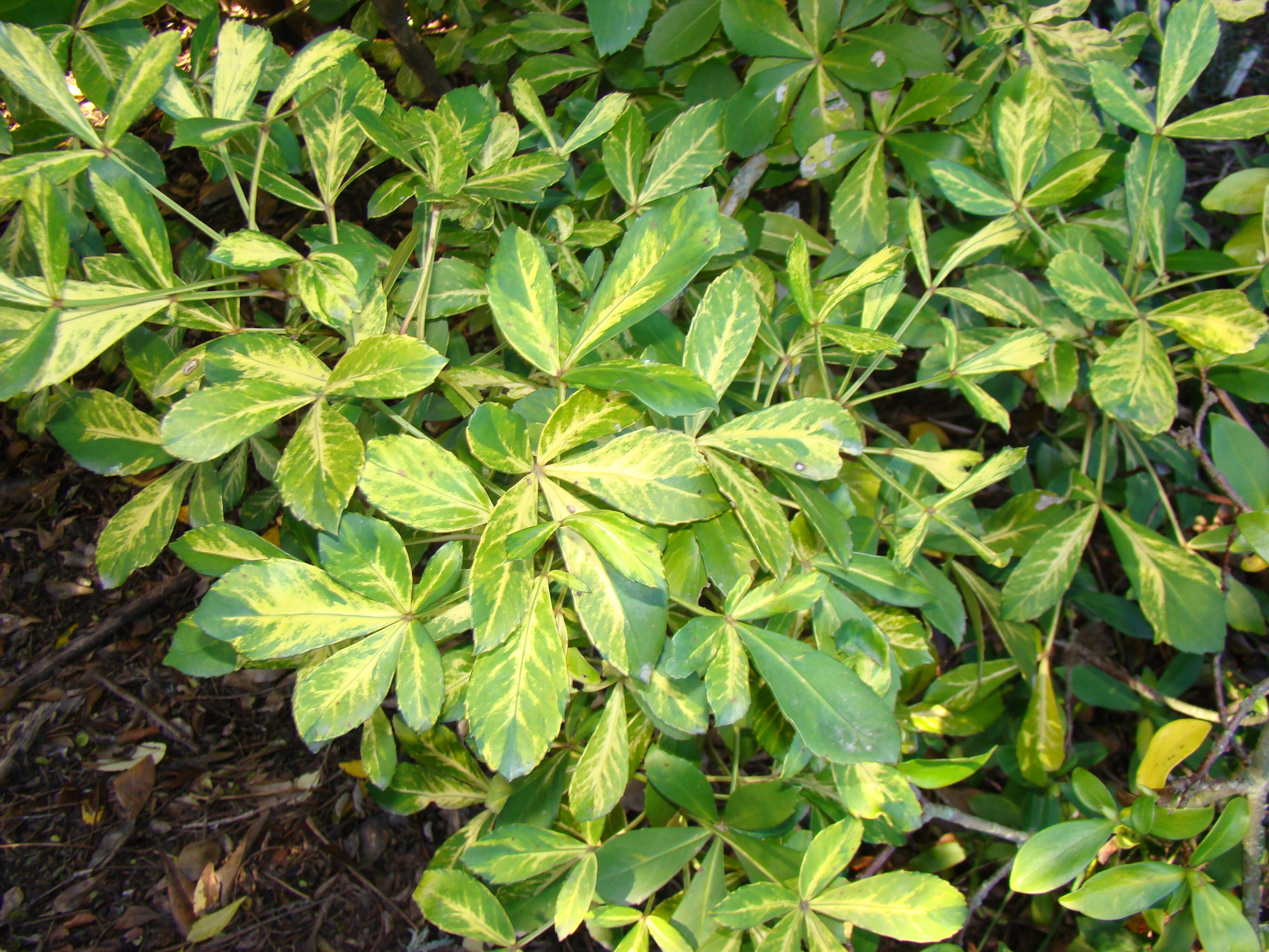 Pseudopanax lessonii Gold Splash