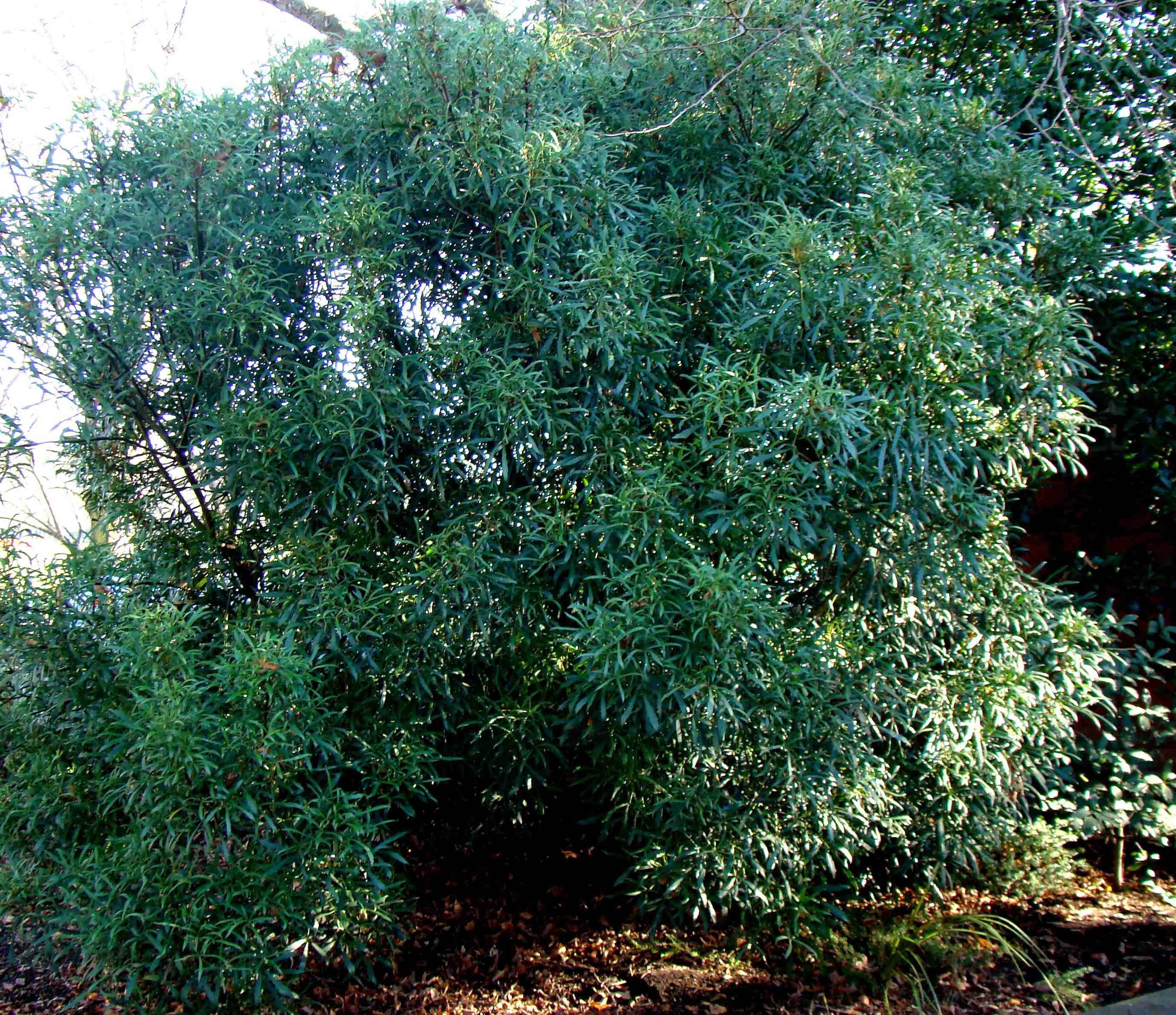 Pseudopanax Linearifolius 1