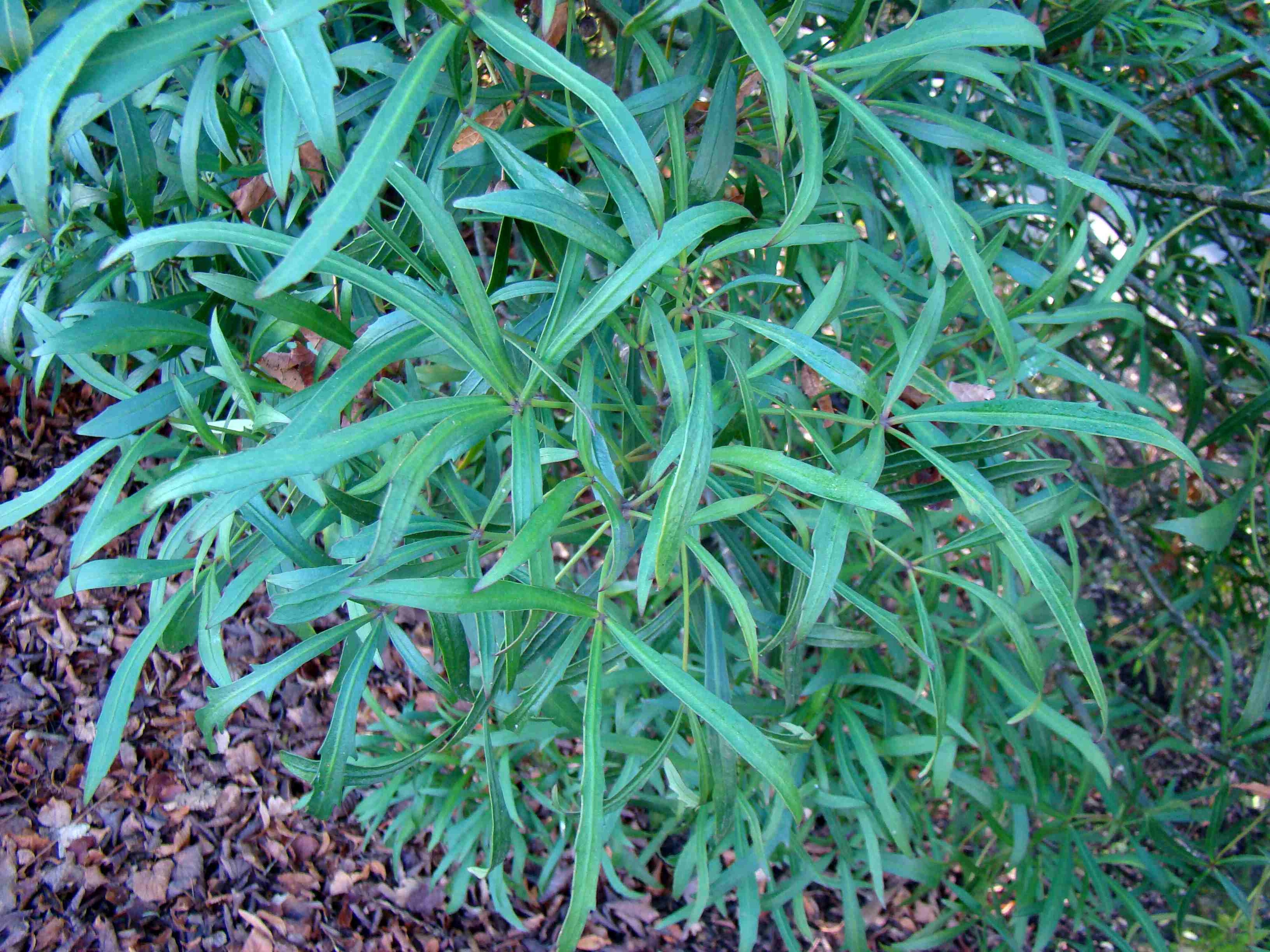 Pseudopanax Linearifolius 2