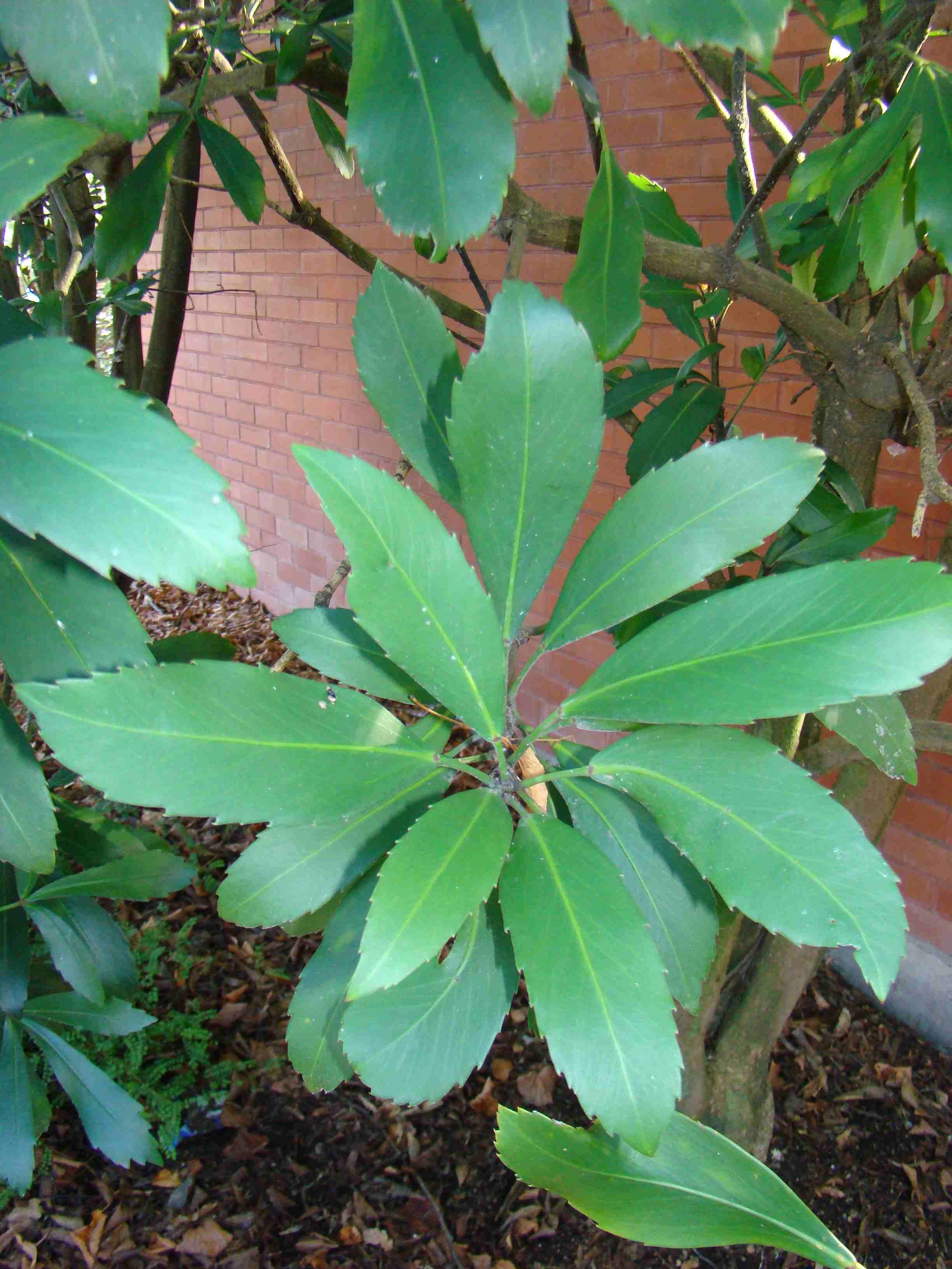 Pseudopanax simplex 2