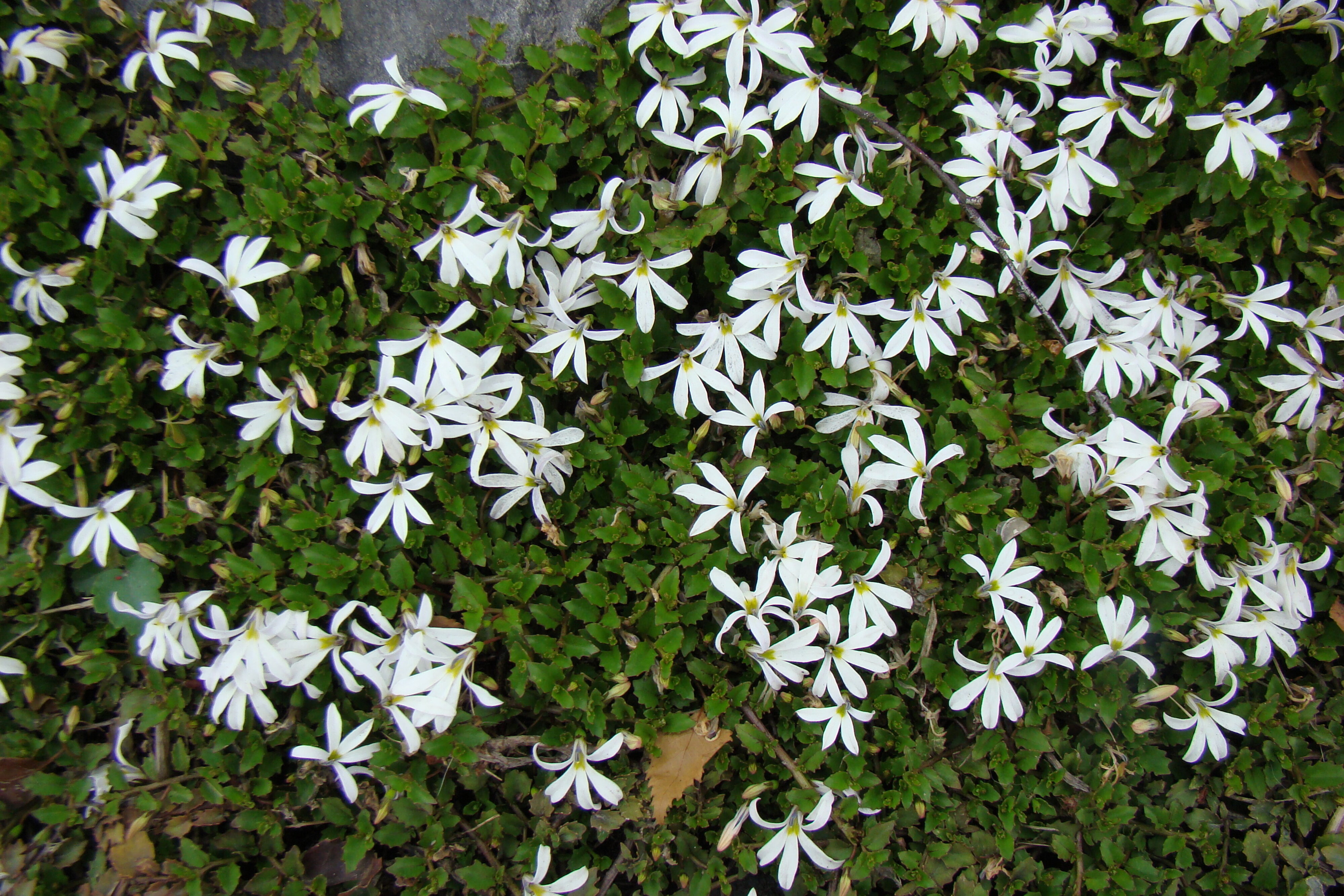 Pratia angulata 2