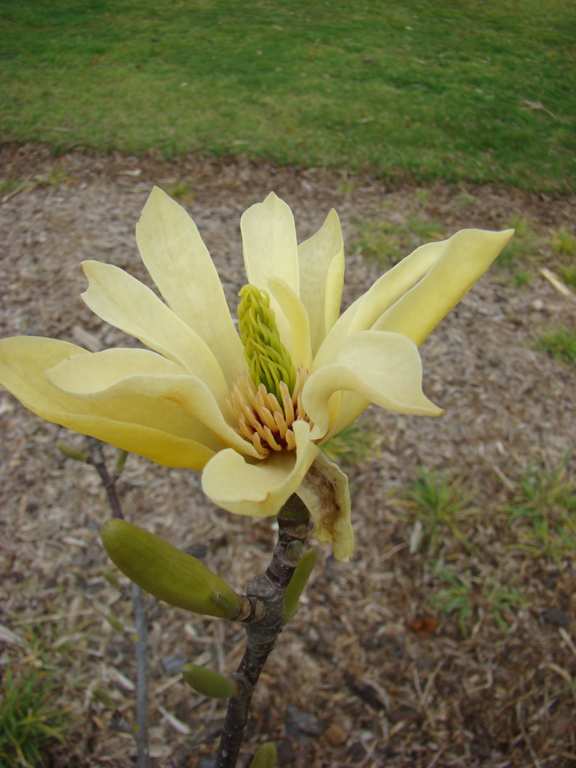 Magnolia Butterflies 2