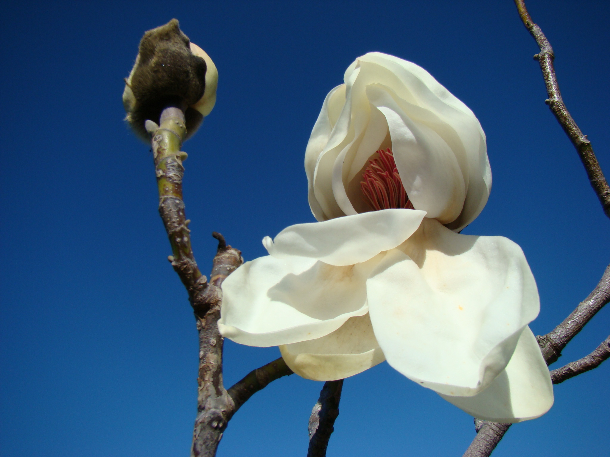 Magnolia Campbellii var alba 2