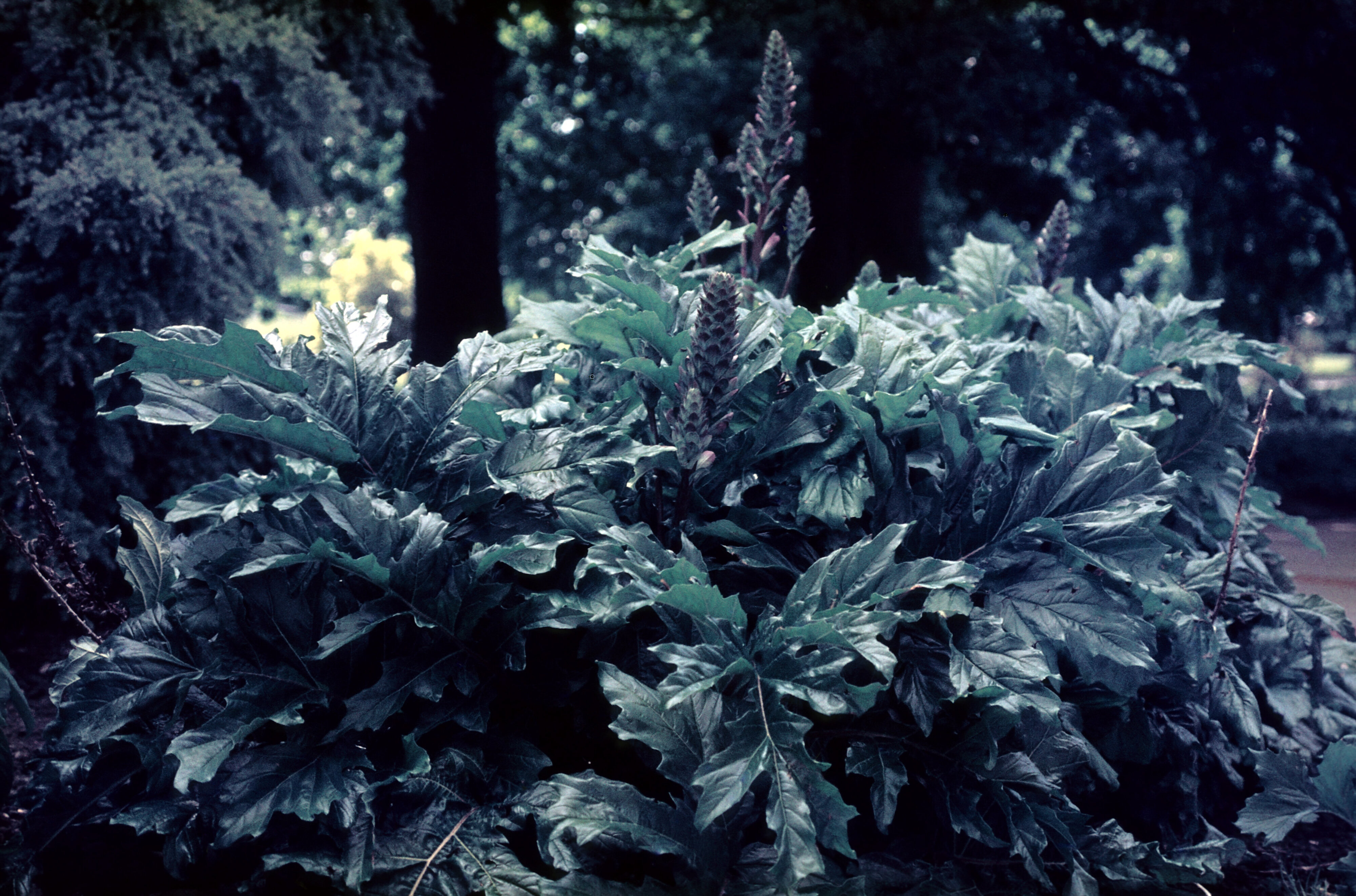 Acanthus mollis 2
