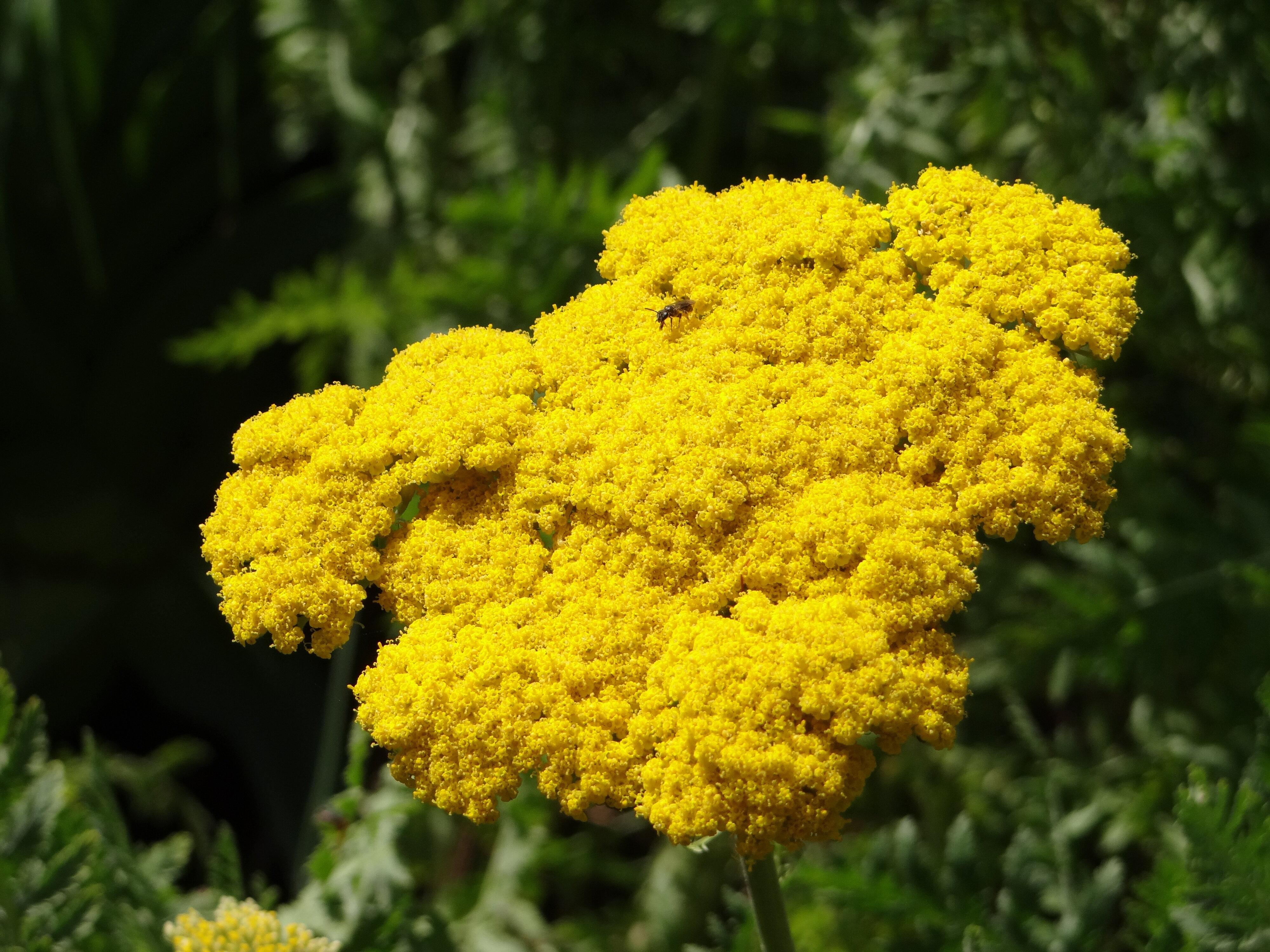 Achillea filipendulina 1