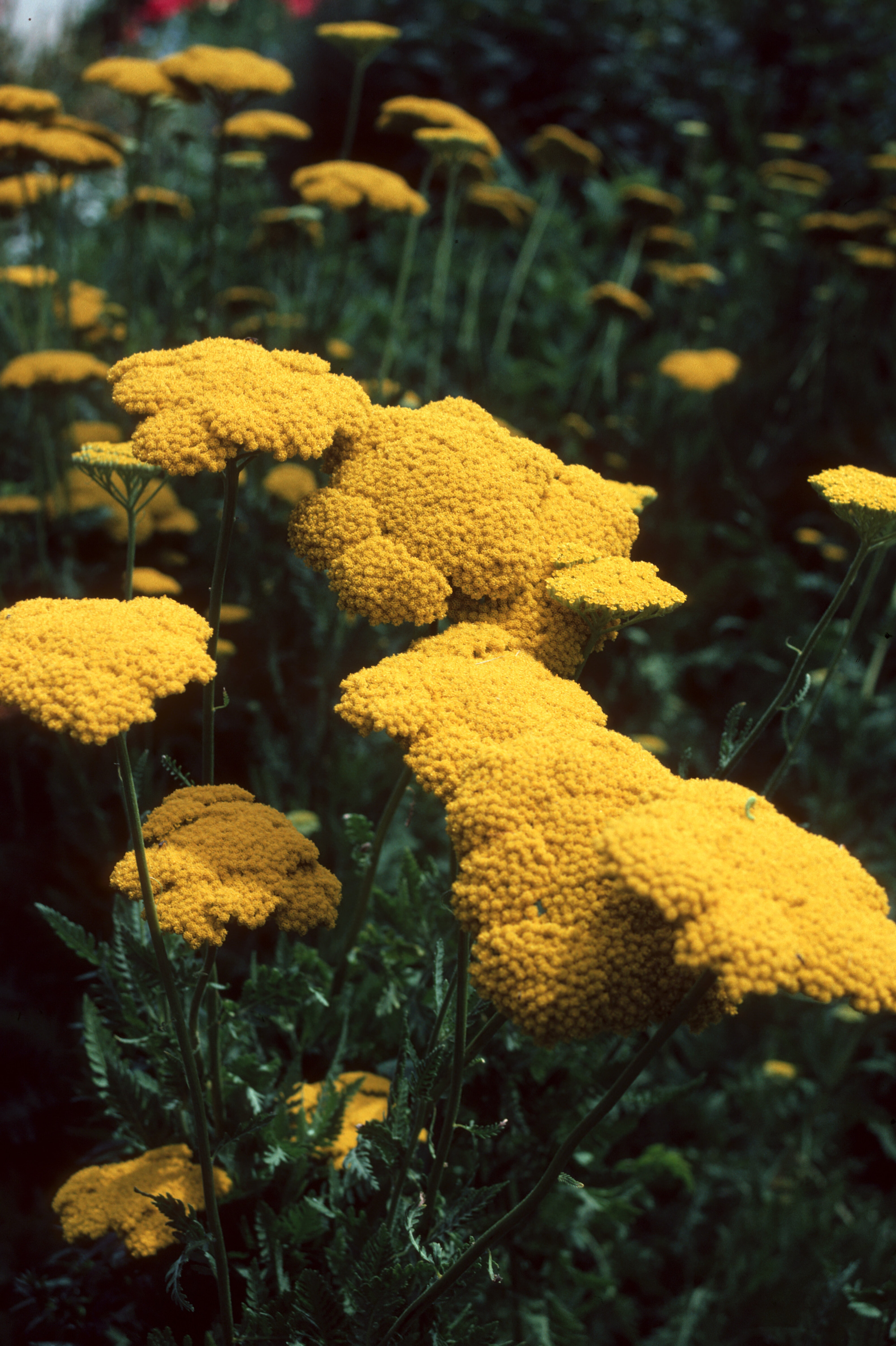 Achillea filipendulina 2