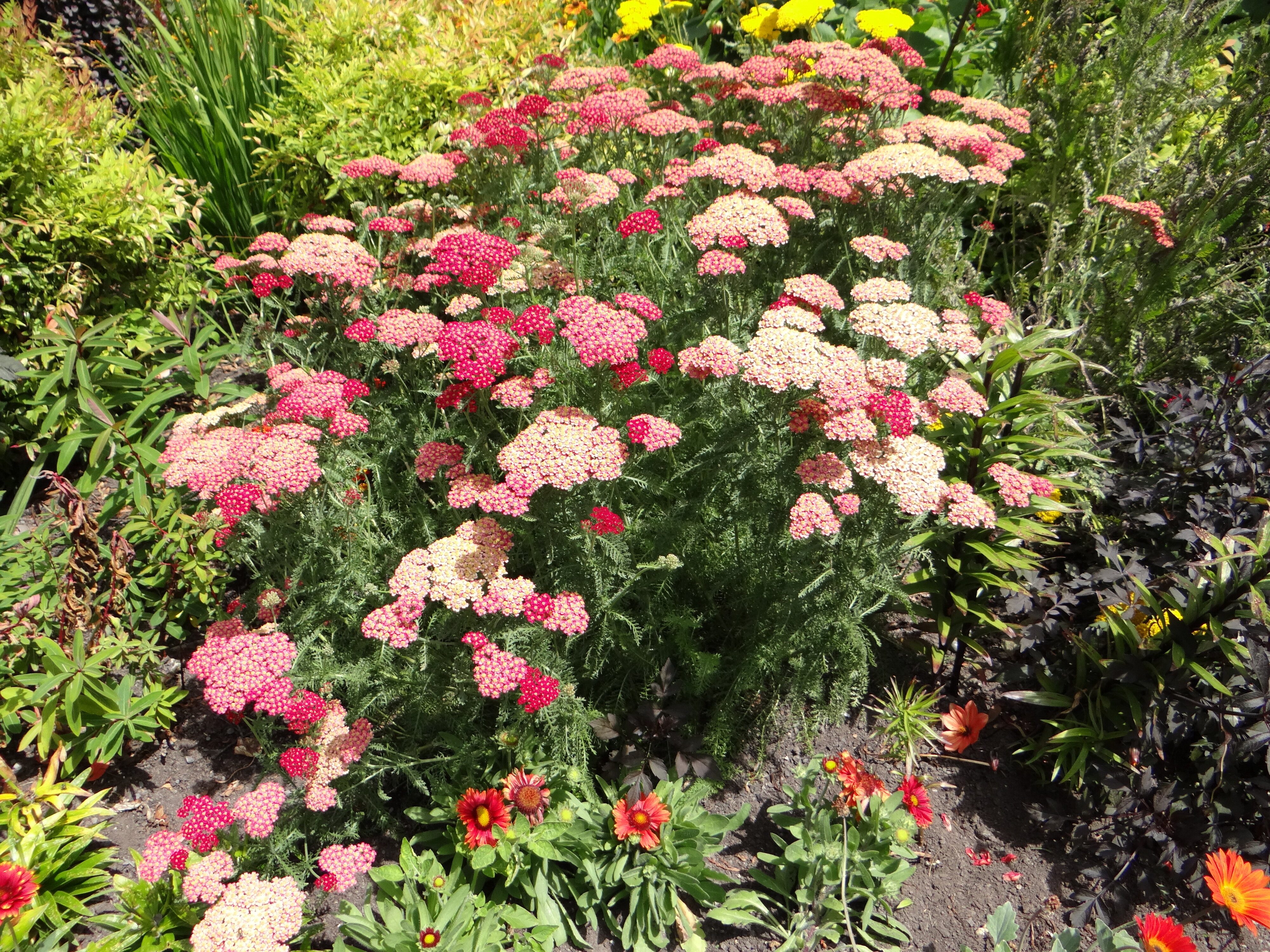 Achillea millefolium cv.