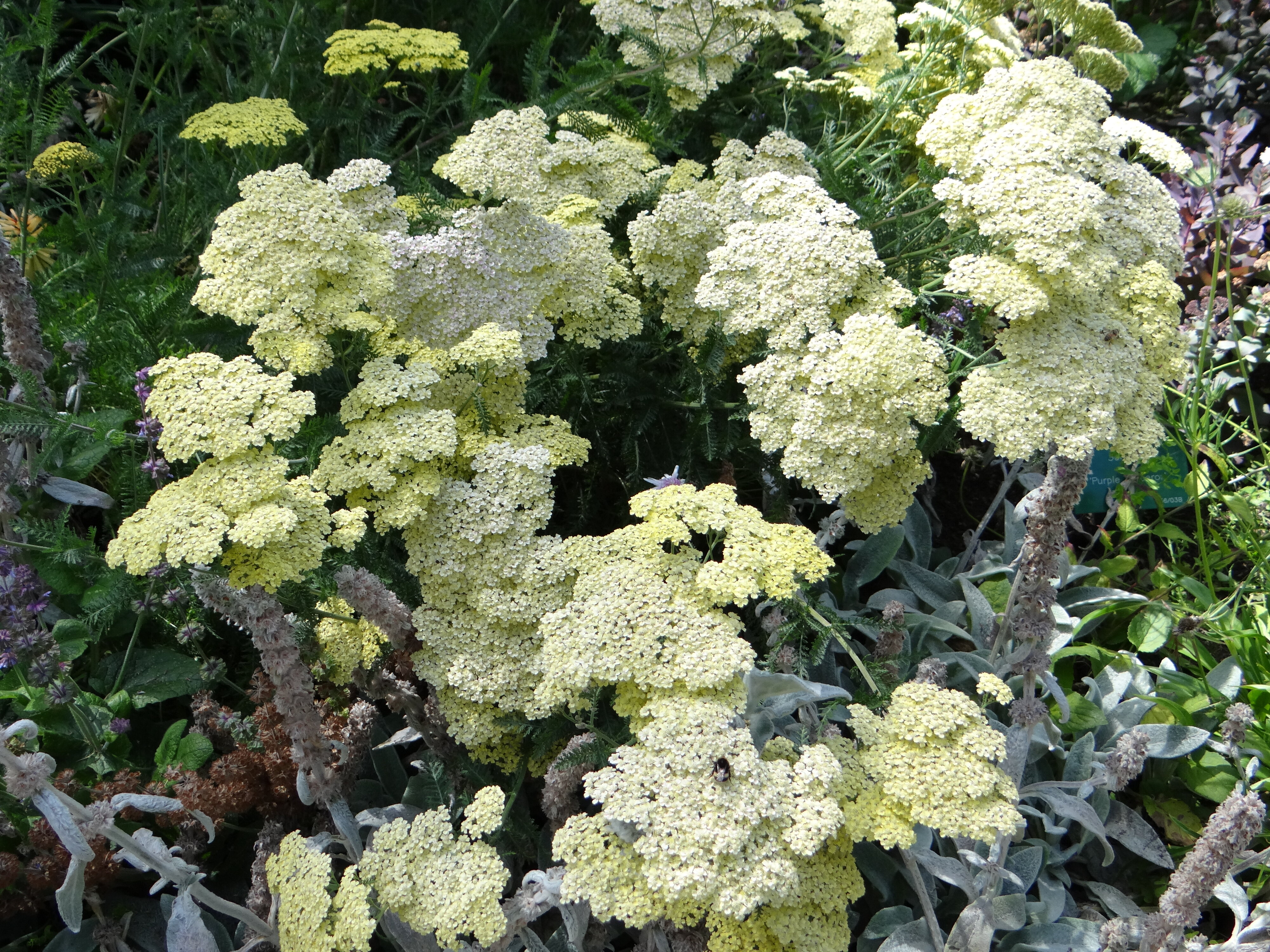 Achillea