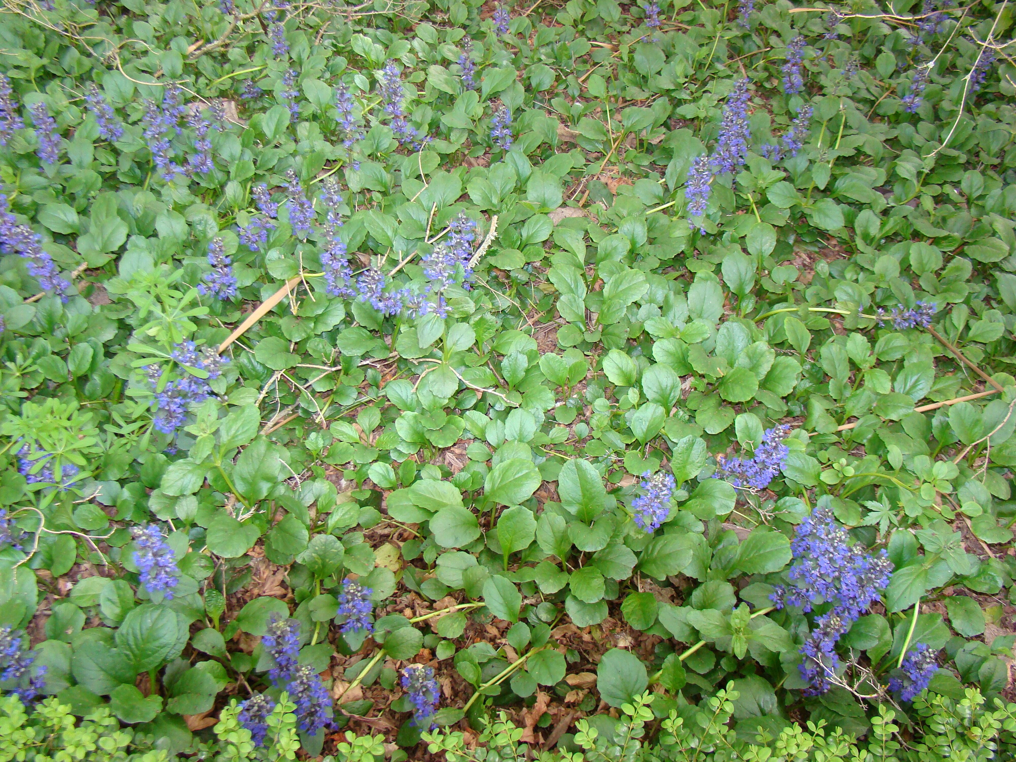 Ajuga reptans Jungle Beauty