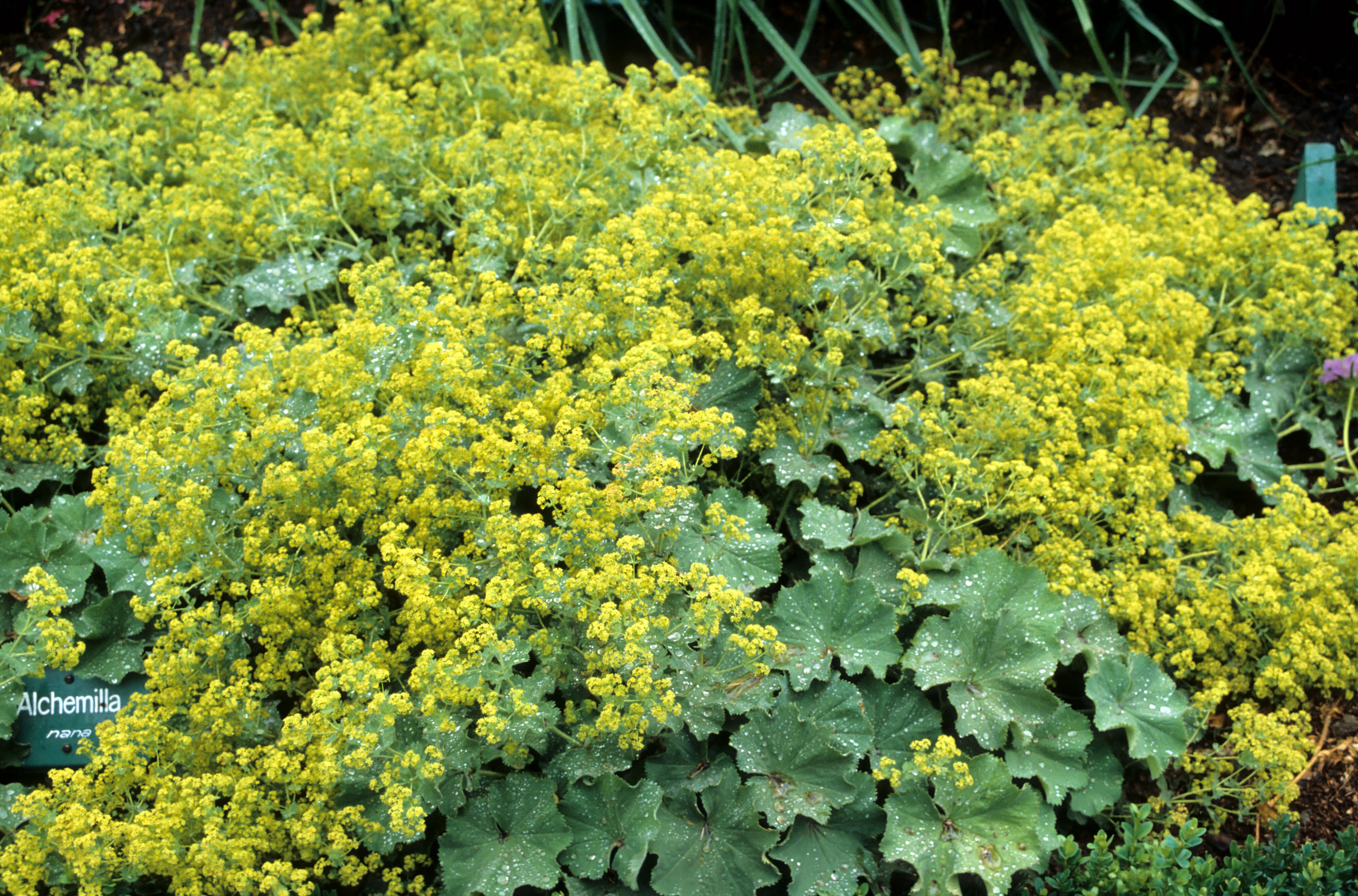 Alchemilla mollis
