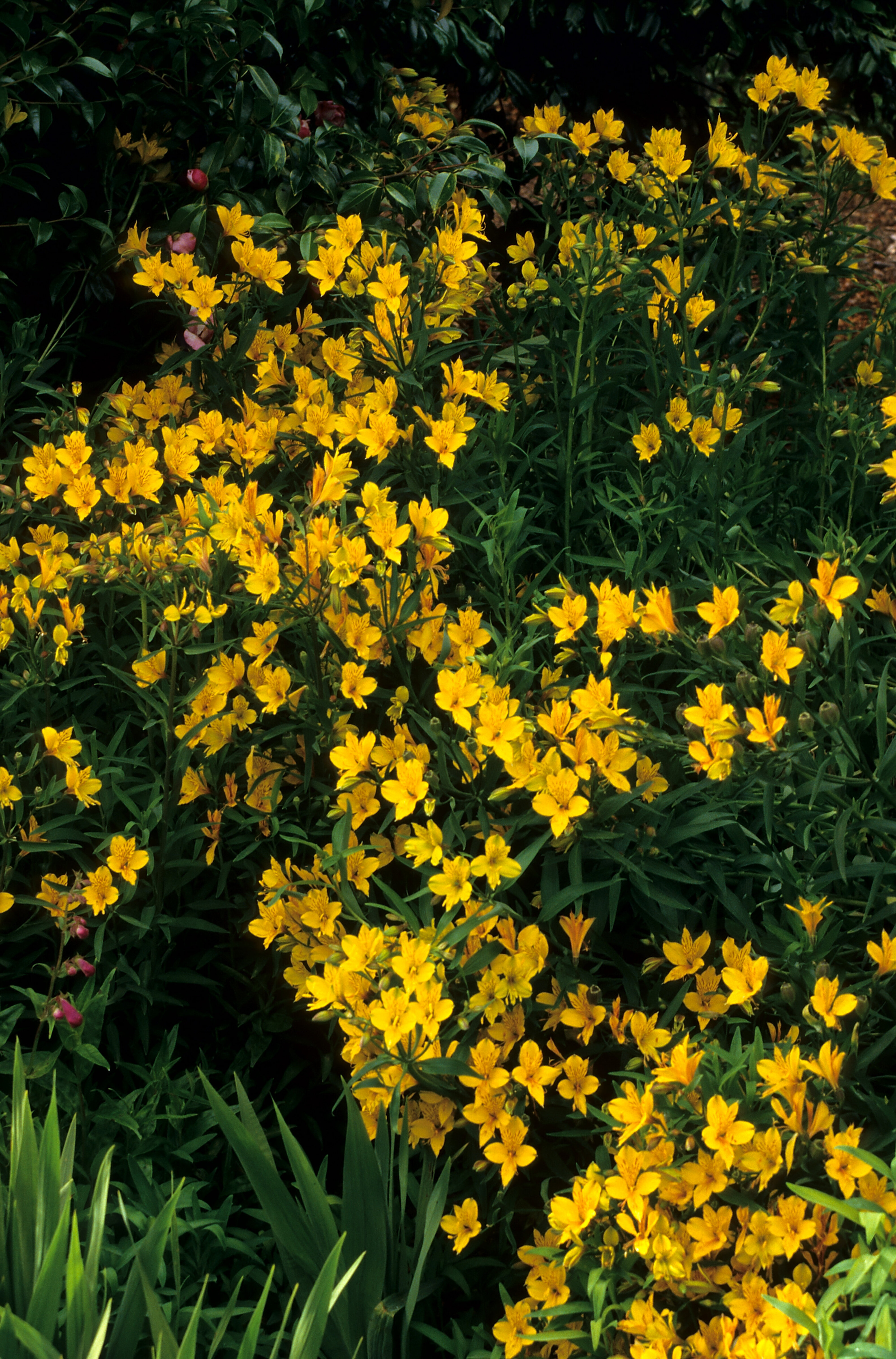 Alstroemeria aurantiaca L