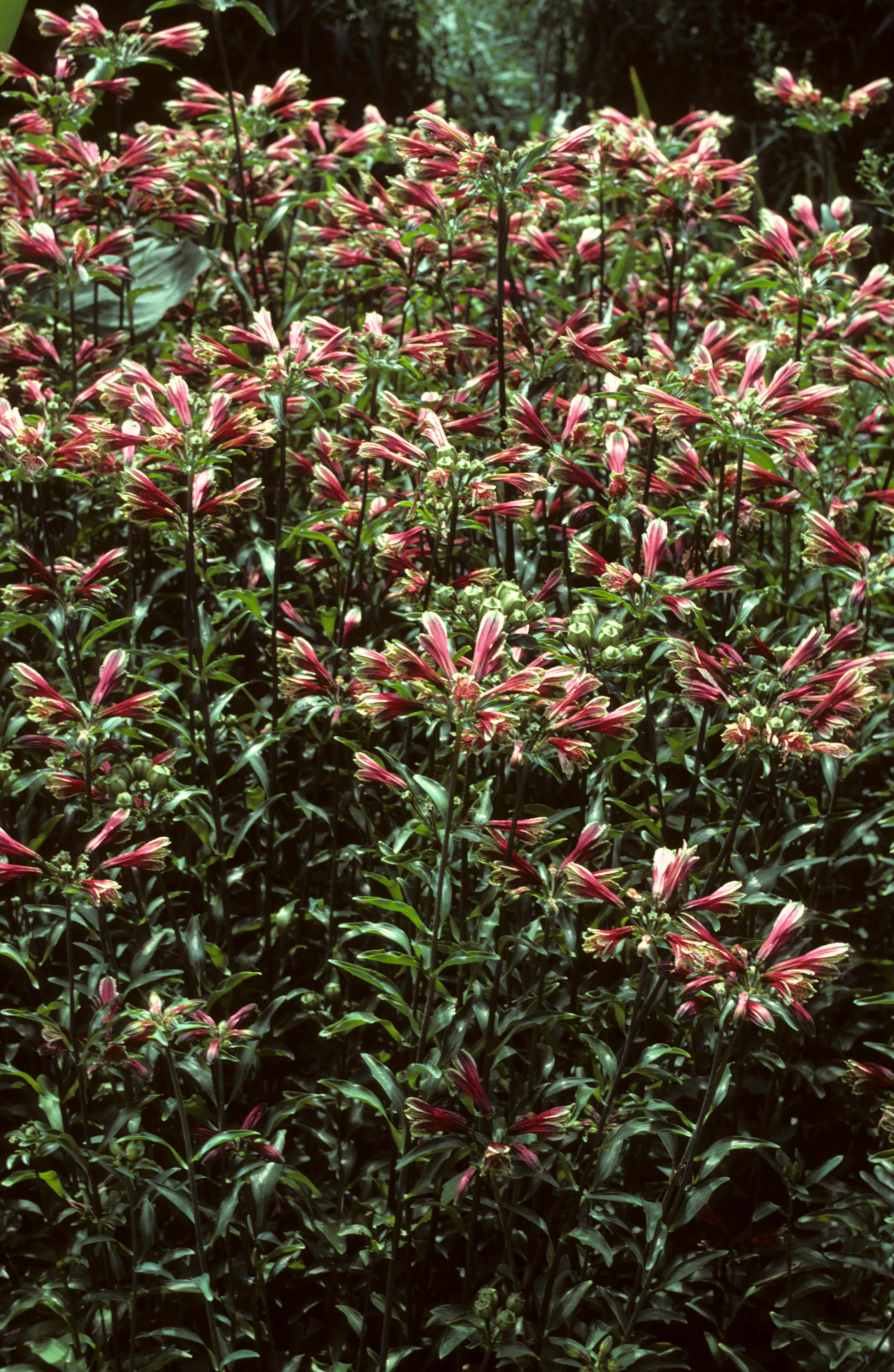 Alstroemeria psittacina