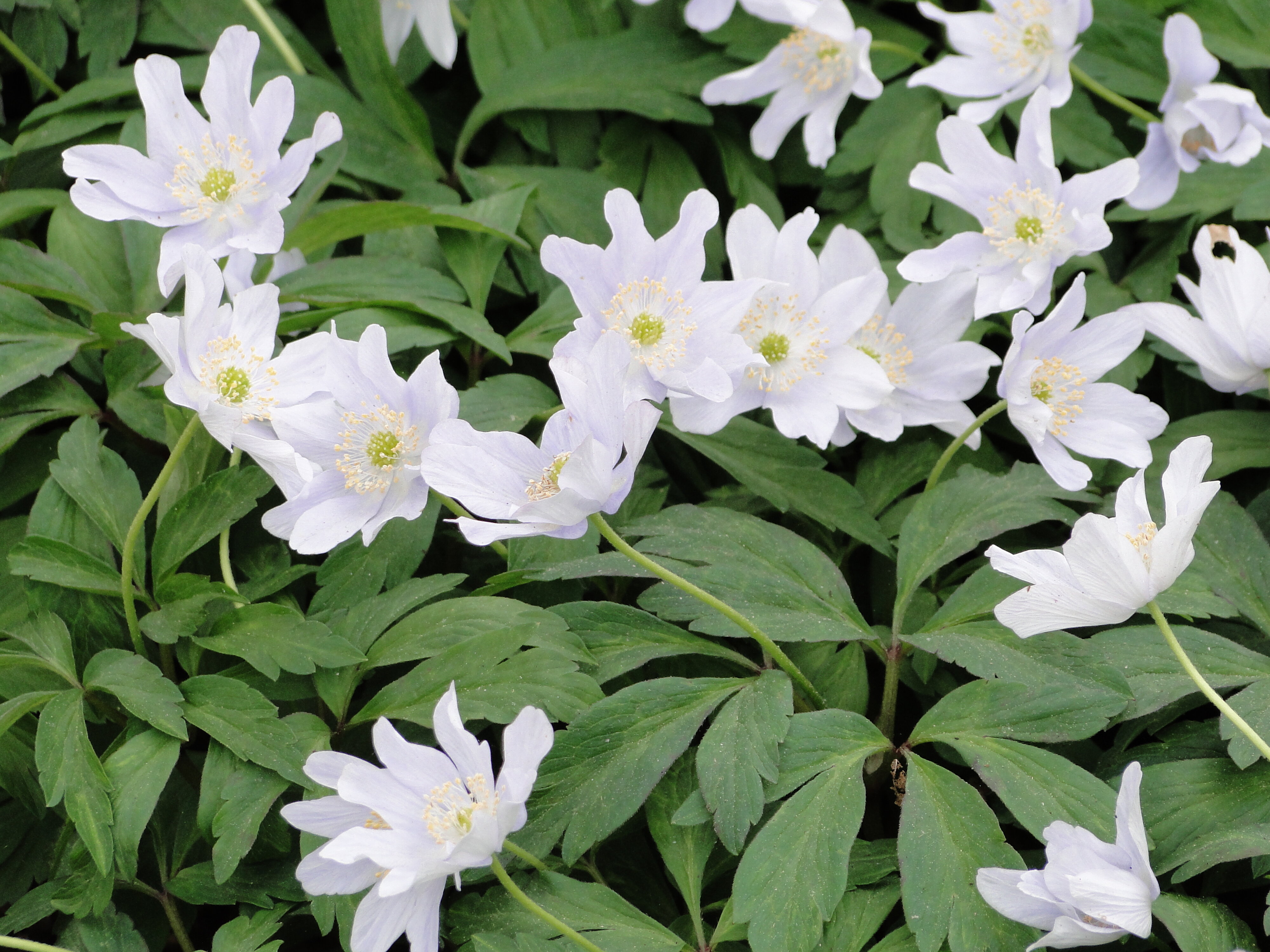 Anemone nemorosa 1