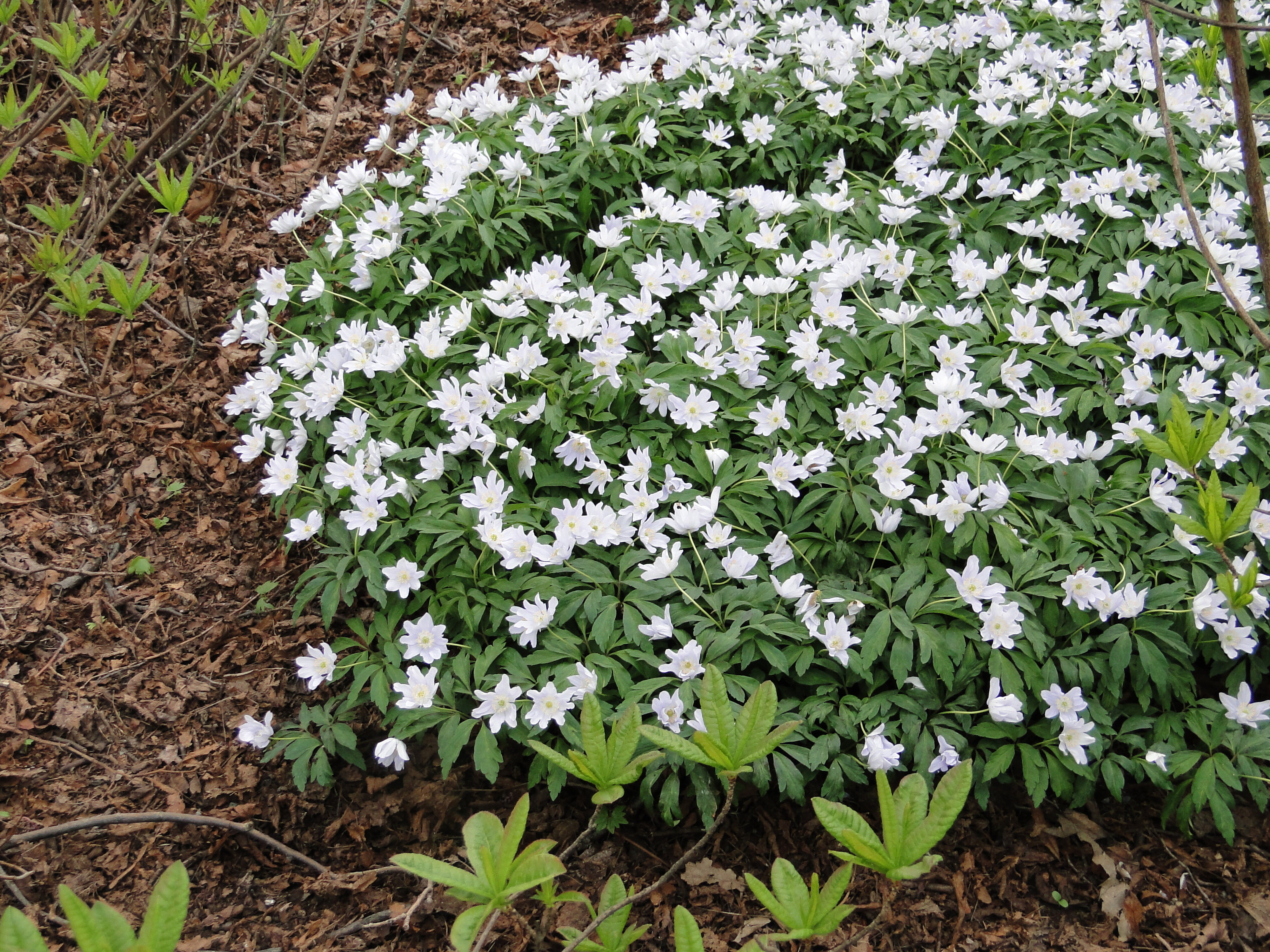 Anemone nemorosa 2