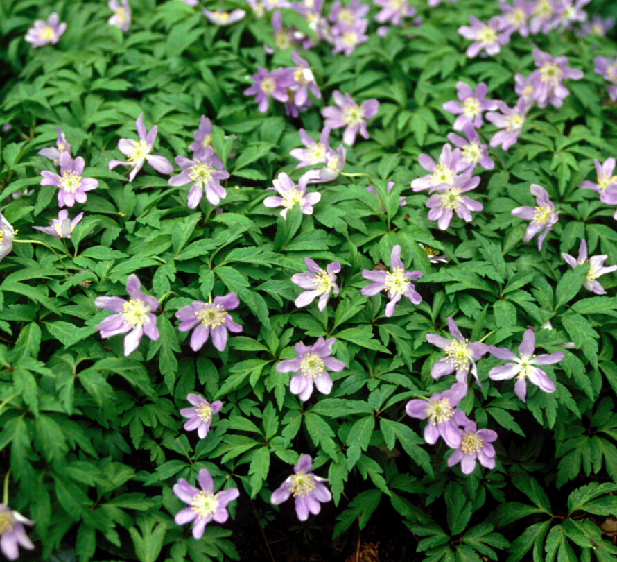 Anemone nemorosa Robinsoniana