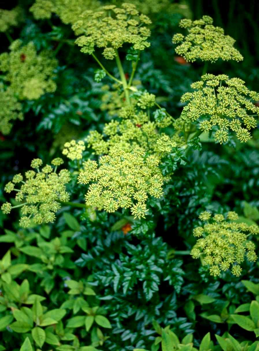 Angelica archangelica