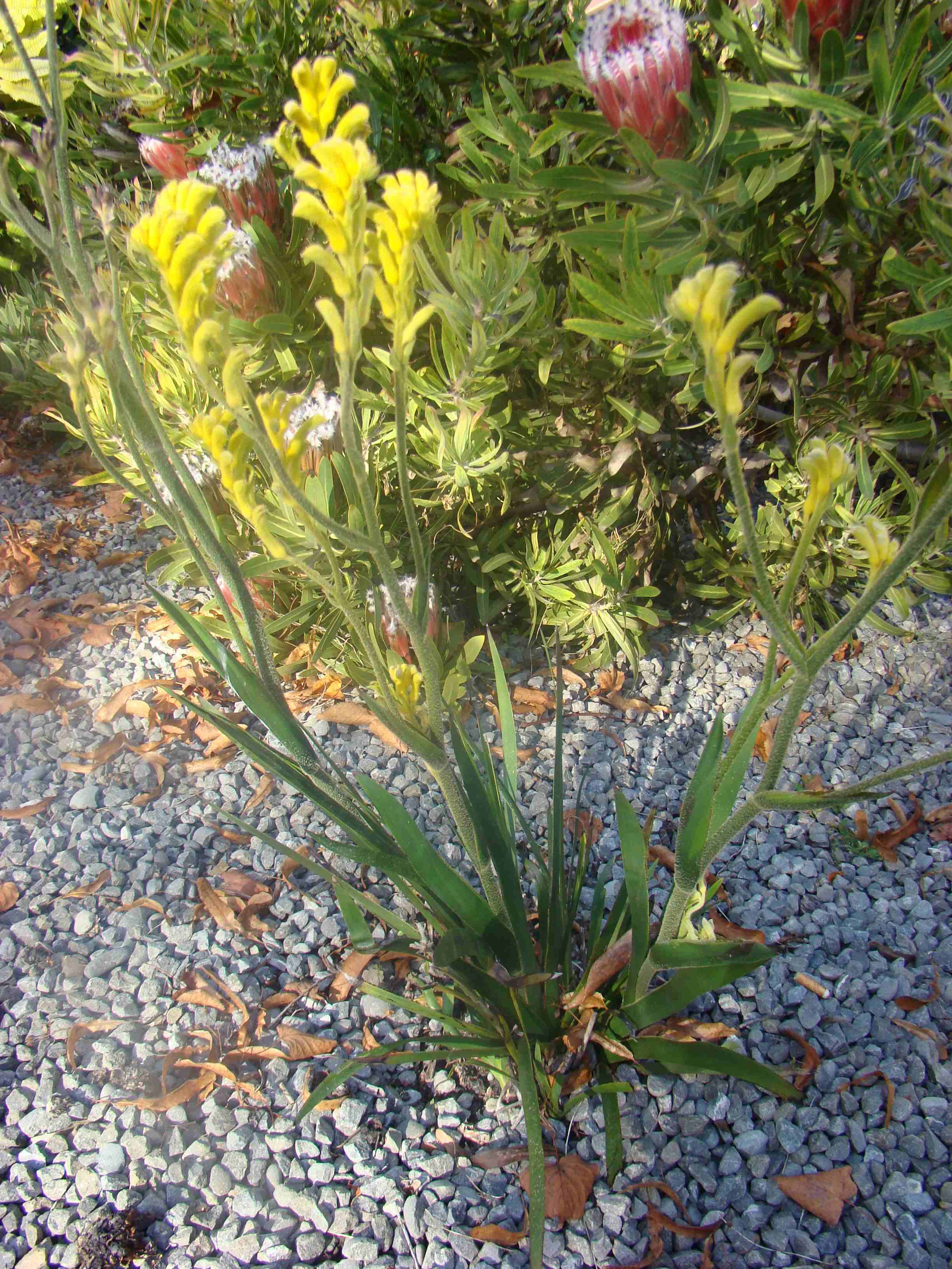 Anigozanthos pulcherrimus 1
