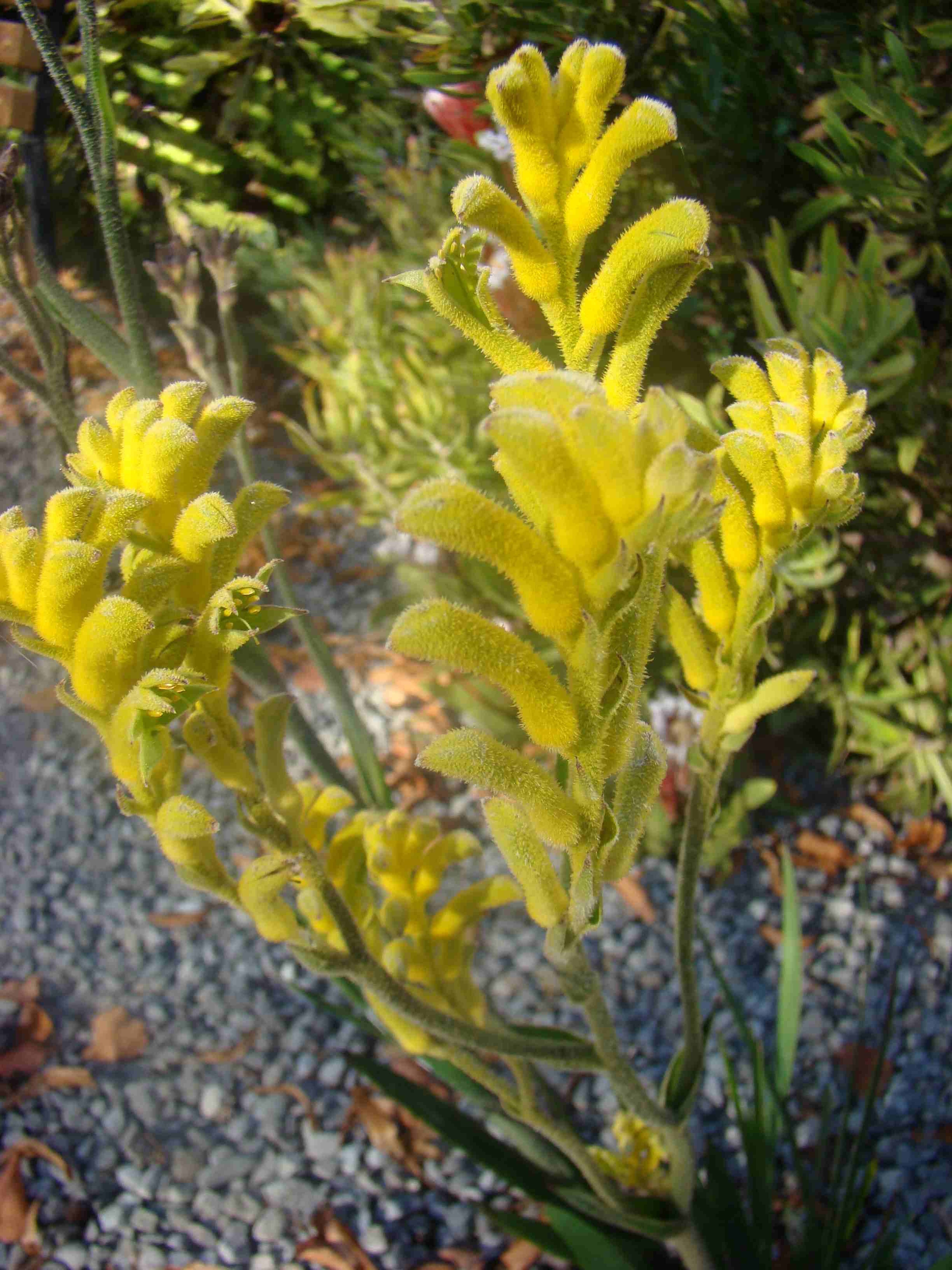 Anigozanthos pulcherrimus 2