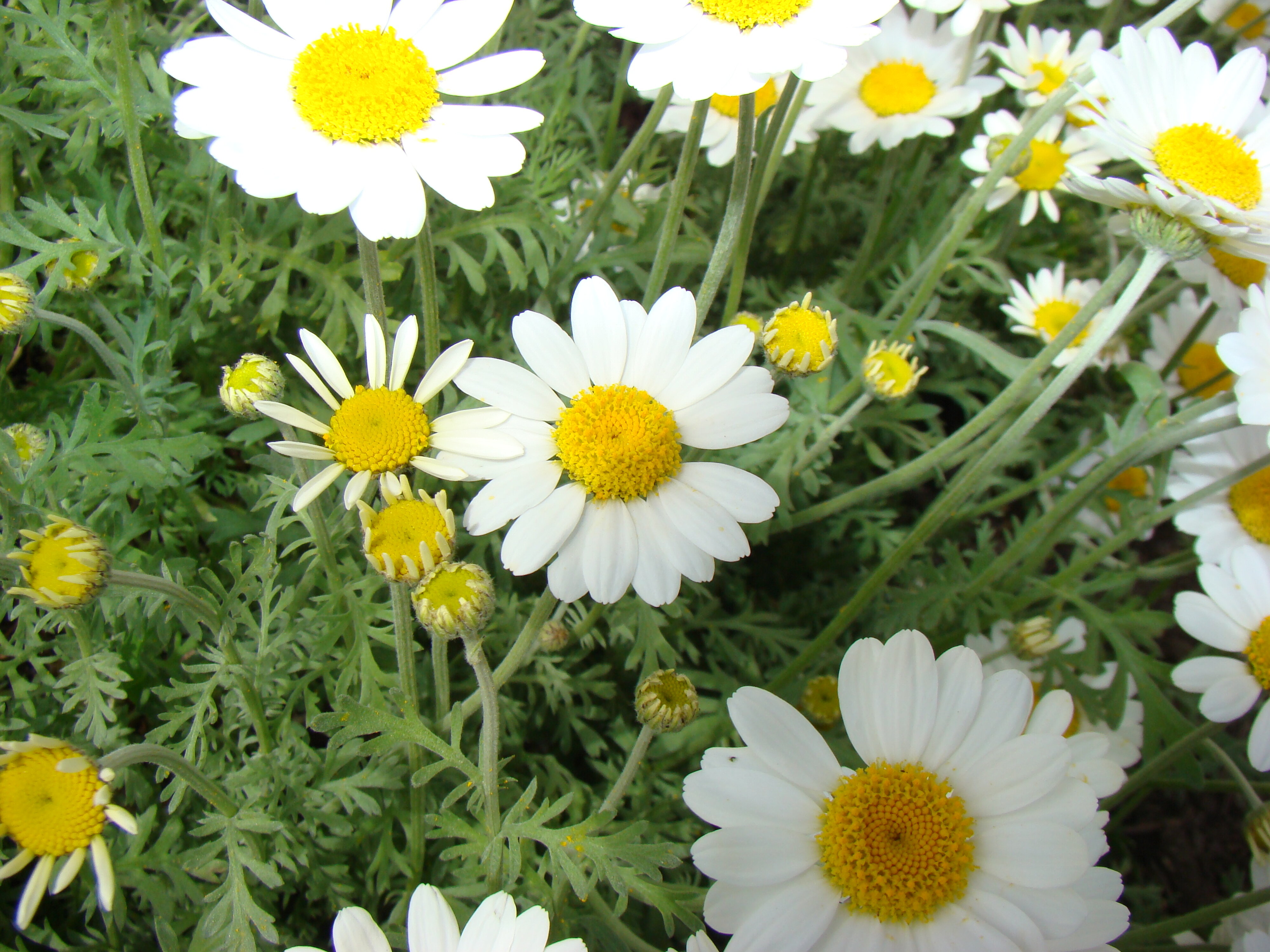 Anthemis punctata var. cupaniana 1