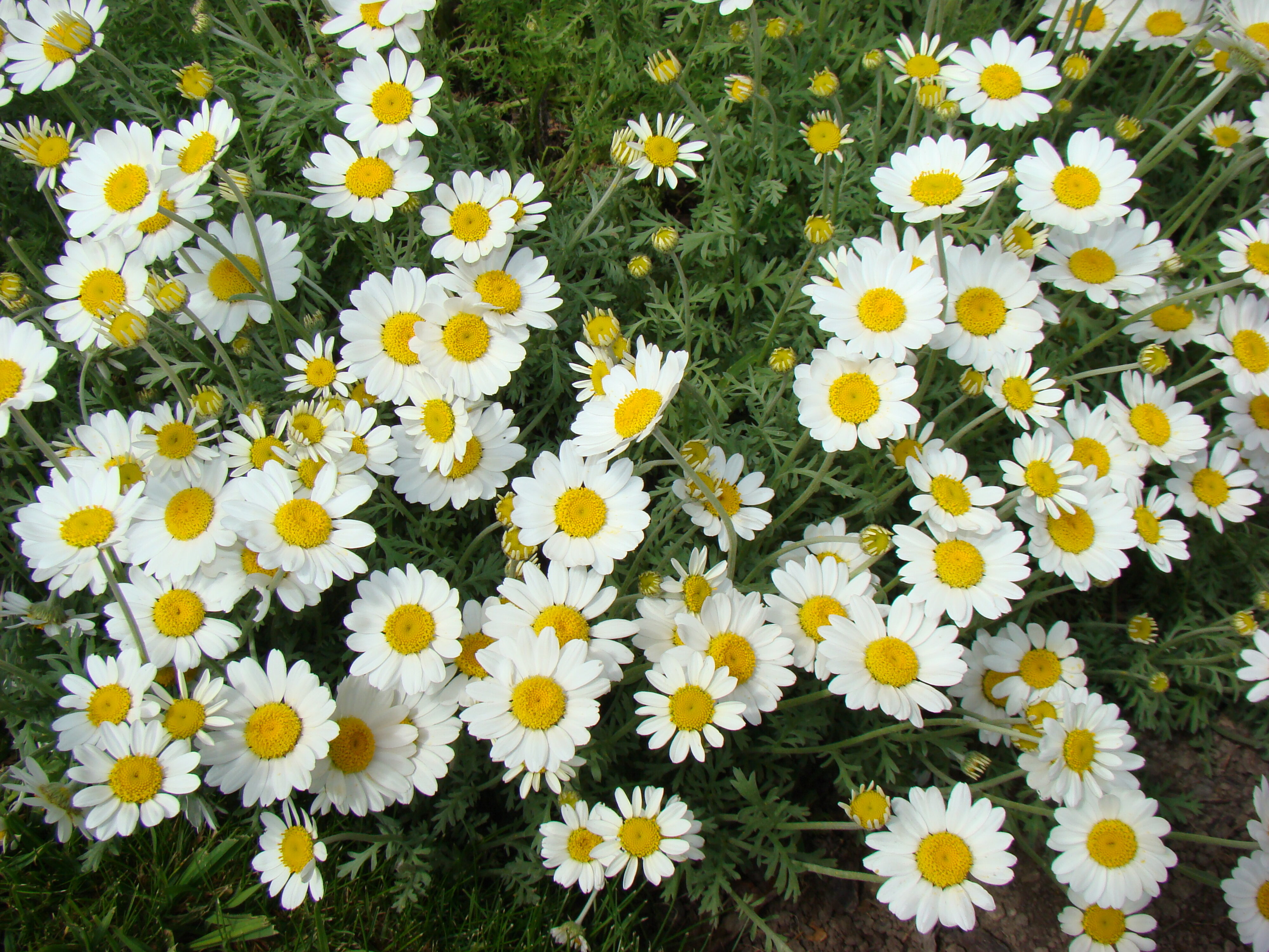 Anthemis punctata var. cupaniana 2