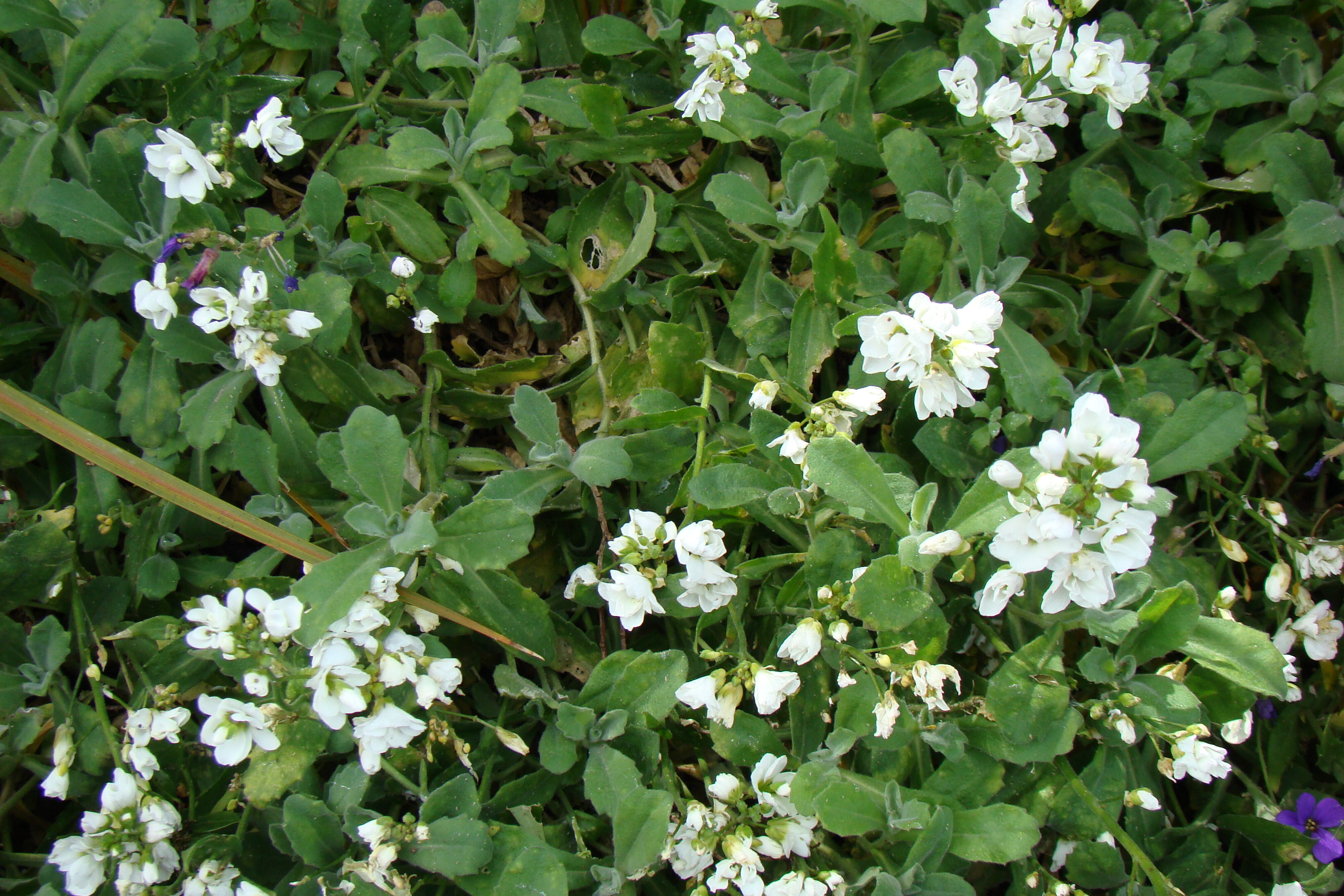 Arabis caucasica syn. A. albida