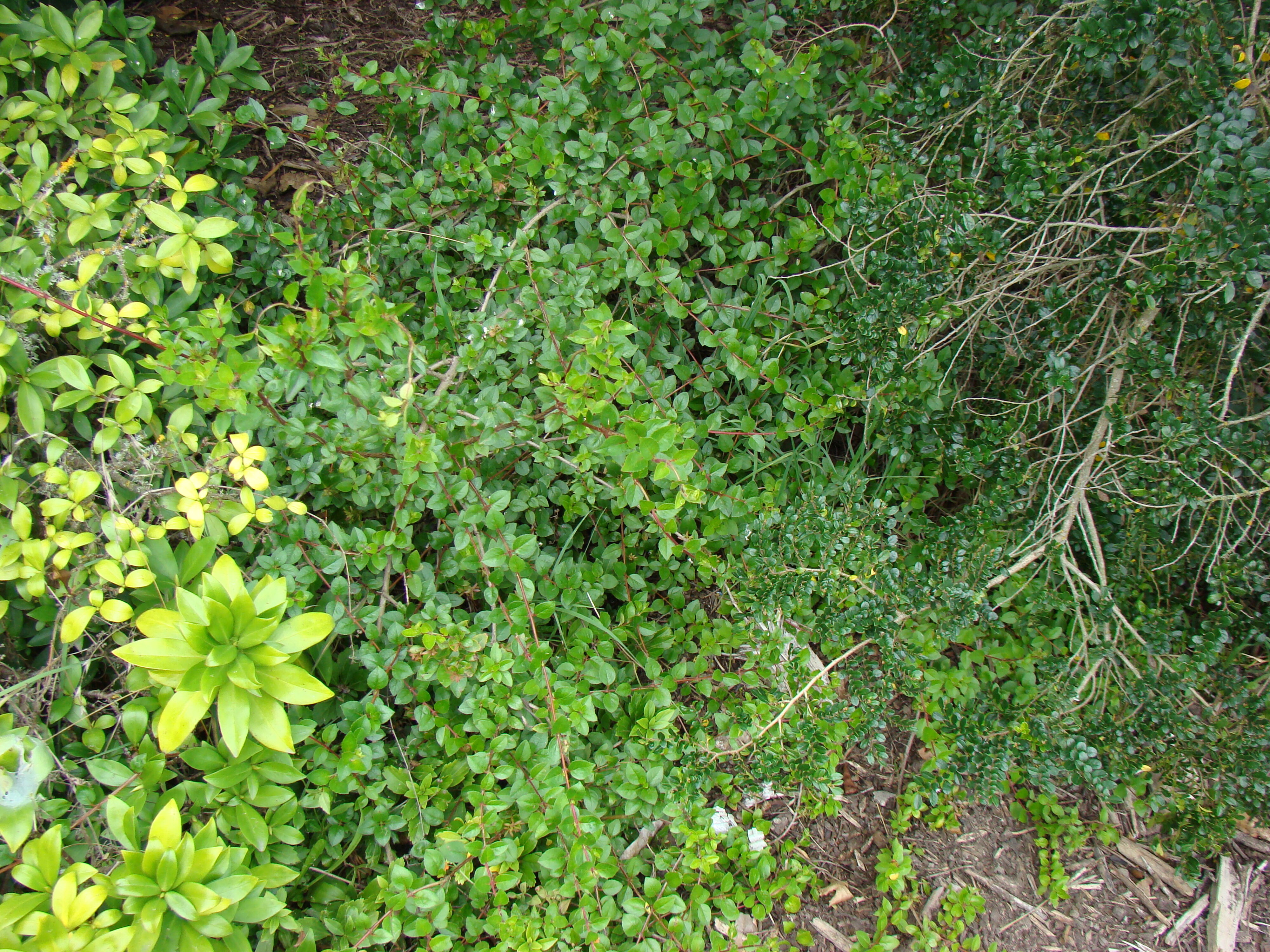 Abelia schumannii 2