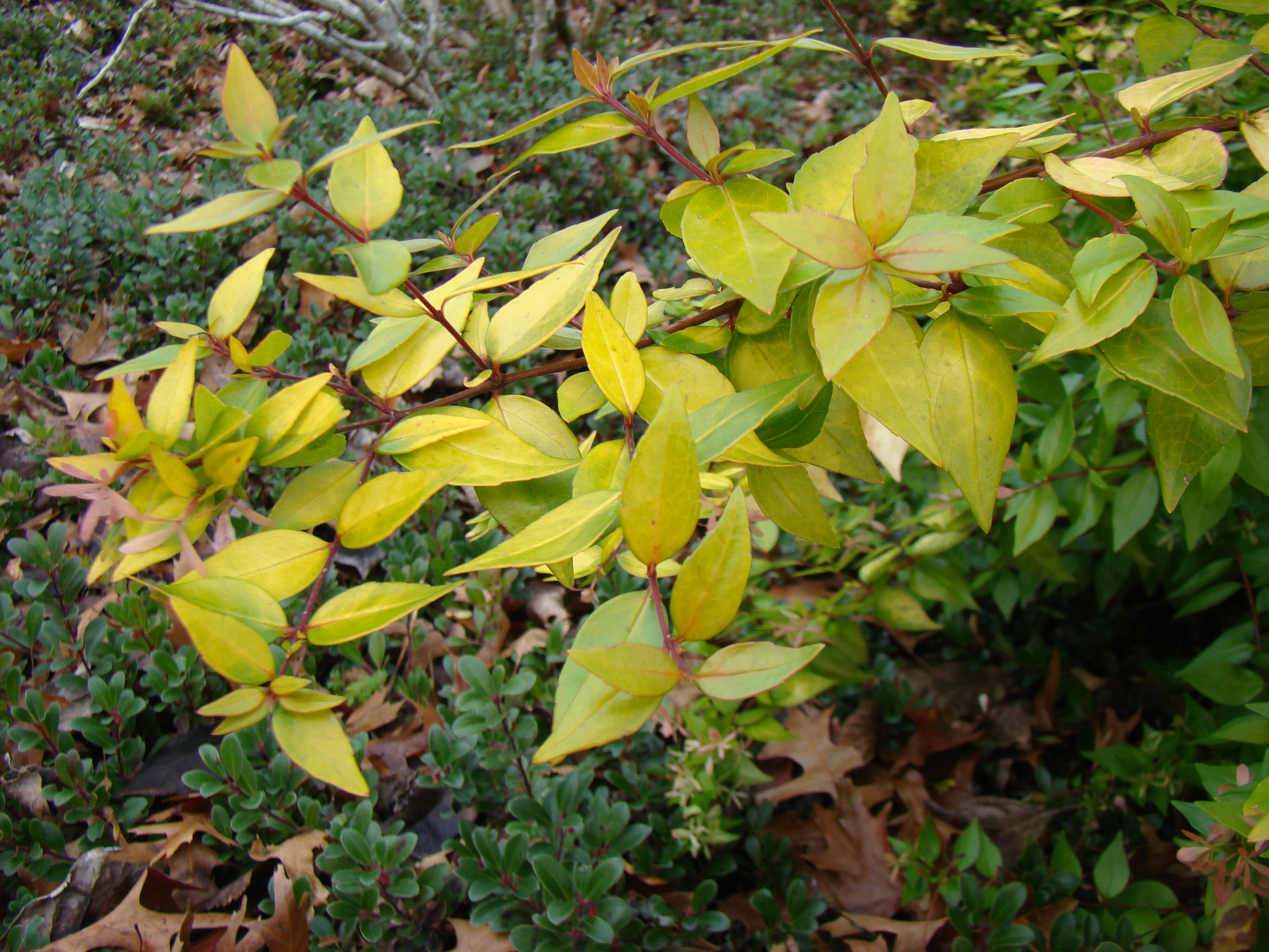 Abelia x grandiflora Frances Mason 2